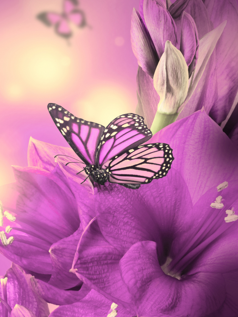 770x1030 Free download Primula Purple Butterfly iPhone 8 Wallpaper Download iPhone [1080x1920] for your Desktop, Mobile & Tablet. Explore Ios 8 HD Wallpaper Purple. Ios 8 HD Wallpaper Purple, iOS 8 Wallpaper HD, iOS 8 Wallpaper HD, Phone