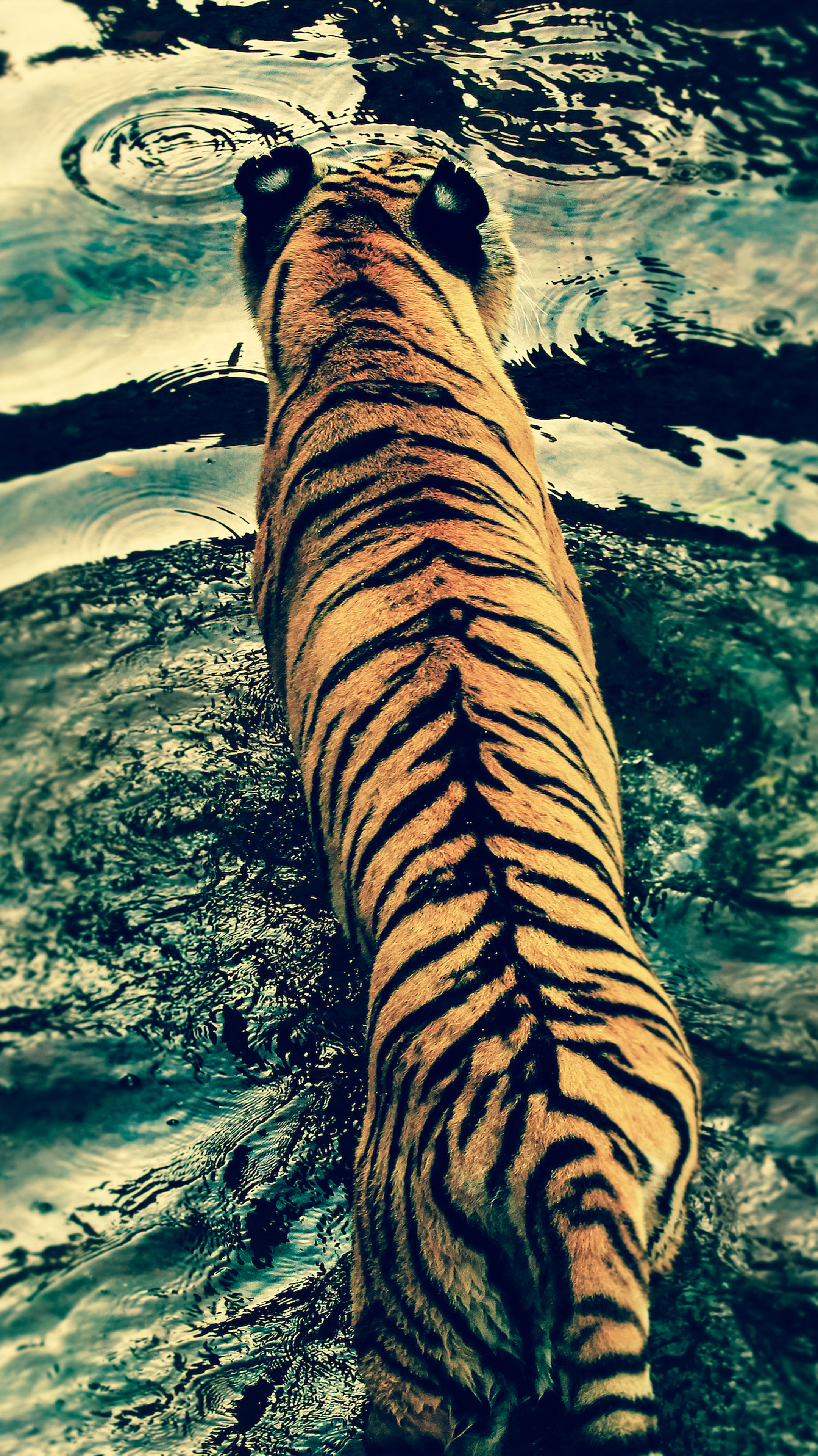 2160x3840 Tiger River Photography 4K Ultra HD Mobile Wallpaper, Phone