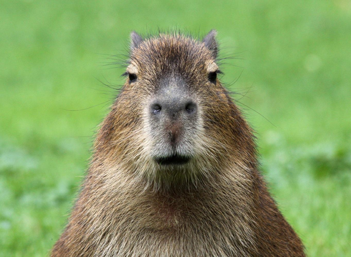 1370x1000 Capybara HD Wallpaper and Photo, Desktop