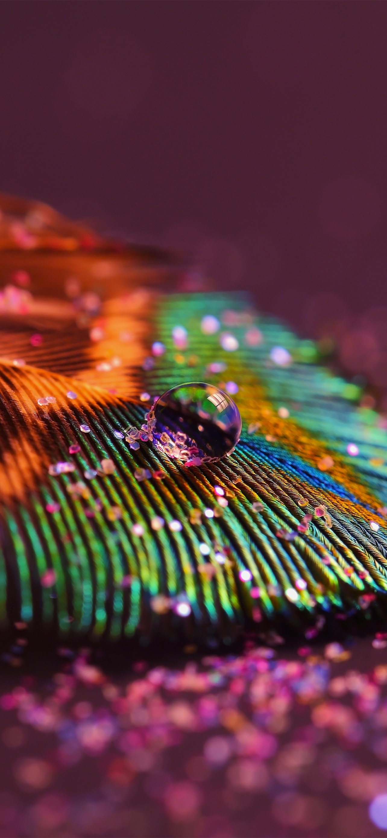 1290x2780 Peacock feather Wallpaper 4K, Aesthetic, Water drop, Selective Focus, Macro, Photography, Phone