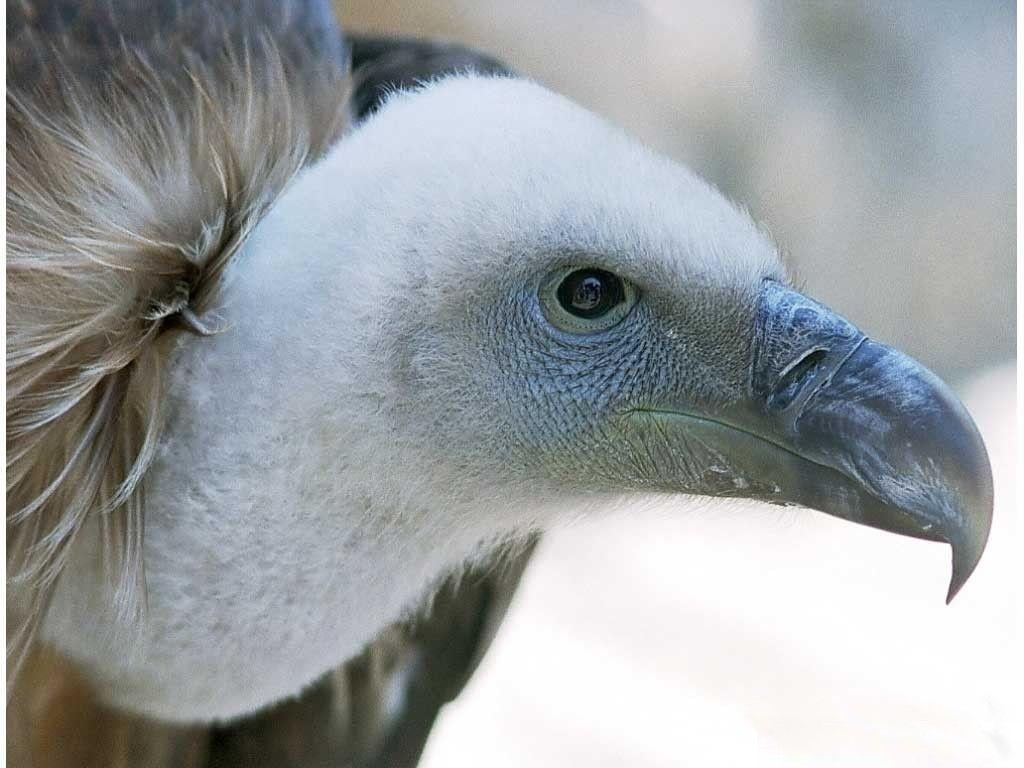 1030x770 griffon vulture wallpaper, Desktop