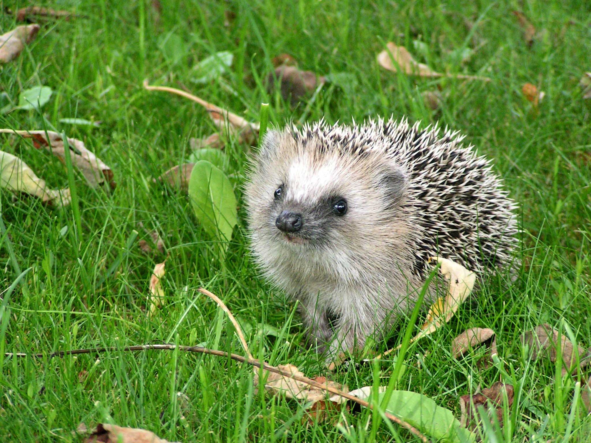 2050x1540 This Hedgehogs Desktop Wallpaper, Desktop