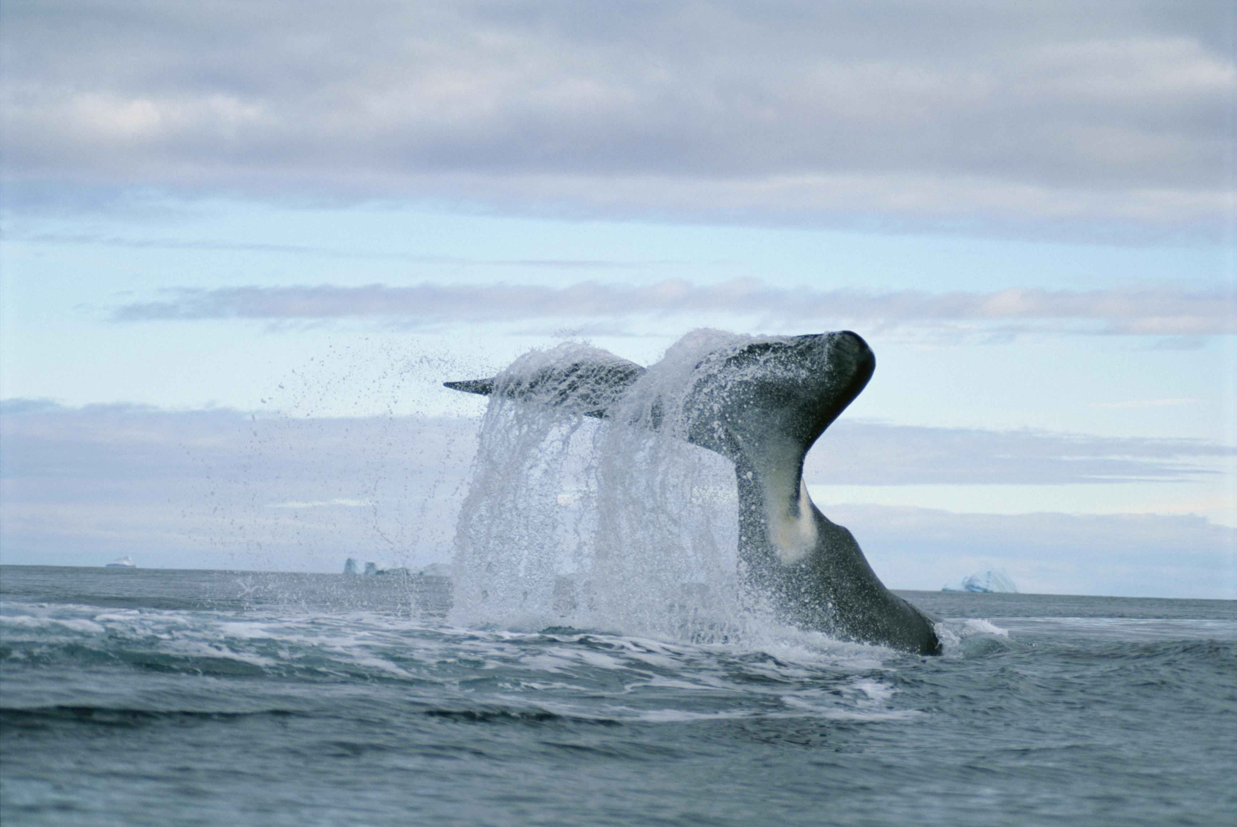 4000x2680 Bowhead Whale (Balaena mysticetus), Desktop