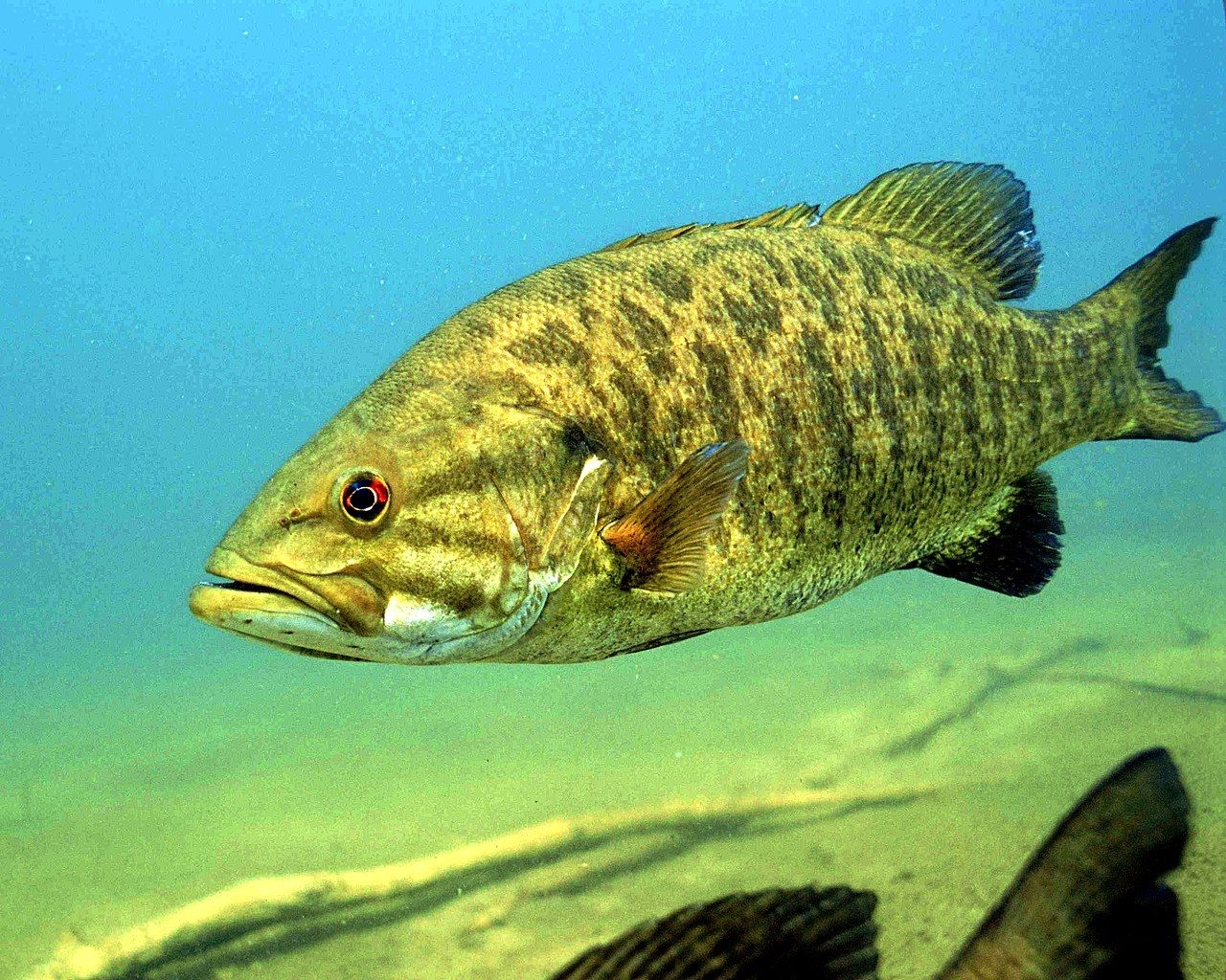 1280x1030 Detailed underwater photo of smallmouth bass fish micropterus, Desktop