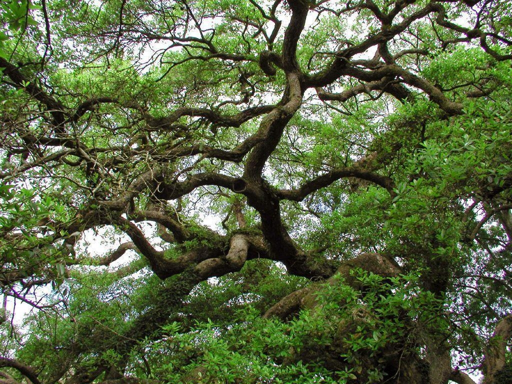 1030x770 Live Oak Wallpaper, Desktop