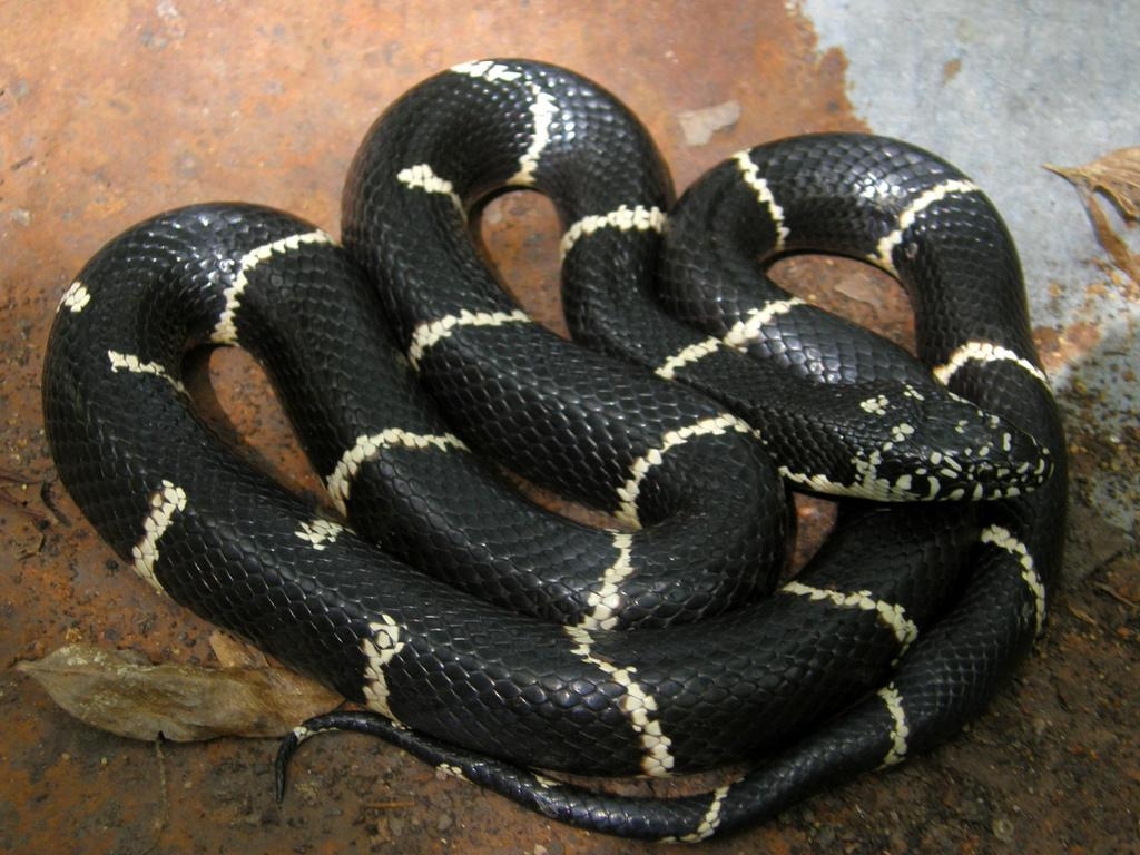 1030x770 Eastern Kingsnake (Lampropeltis getula) · iNaturalist, Desktop