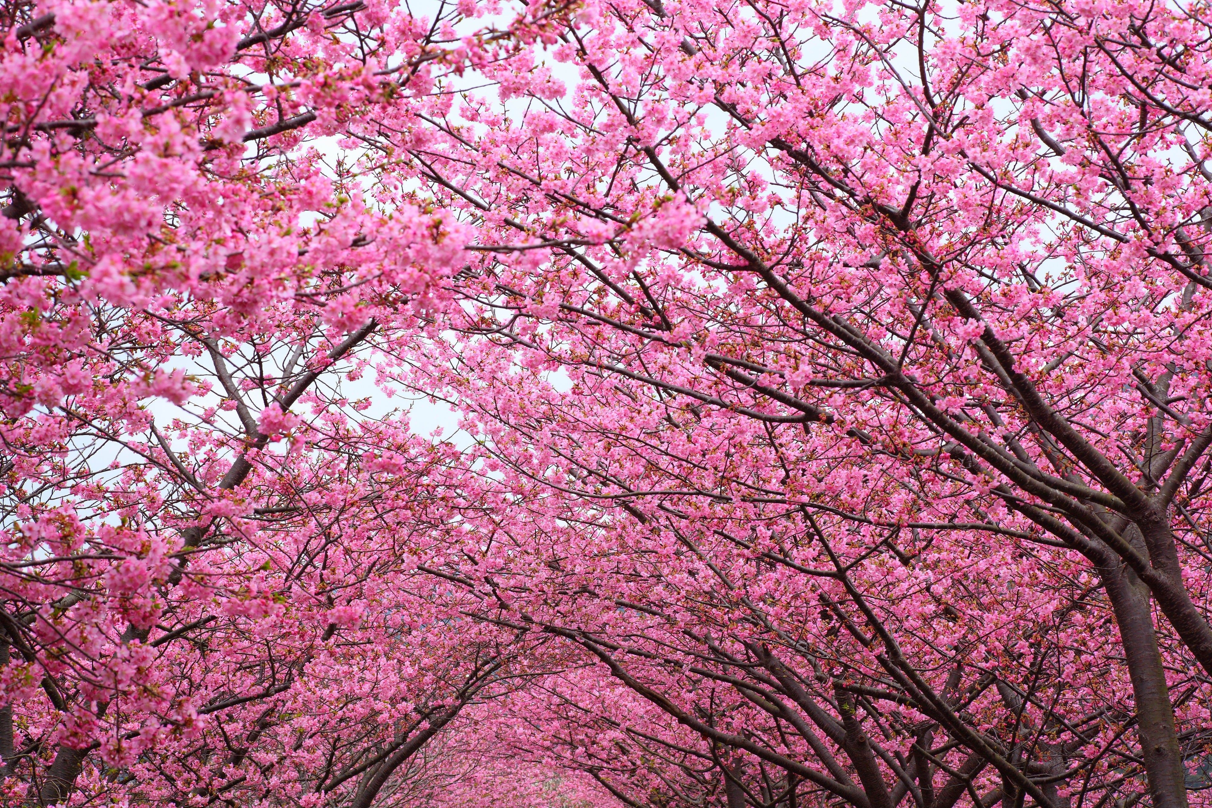 4000x2670 Pink Cherry Blossom Tree Wallpaper Free Pink Cherry Blossom Tree Background, Desktop