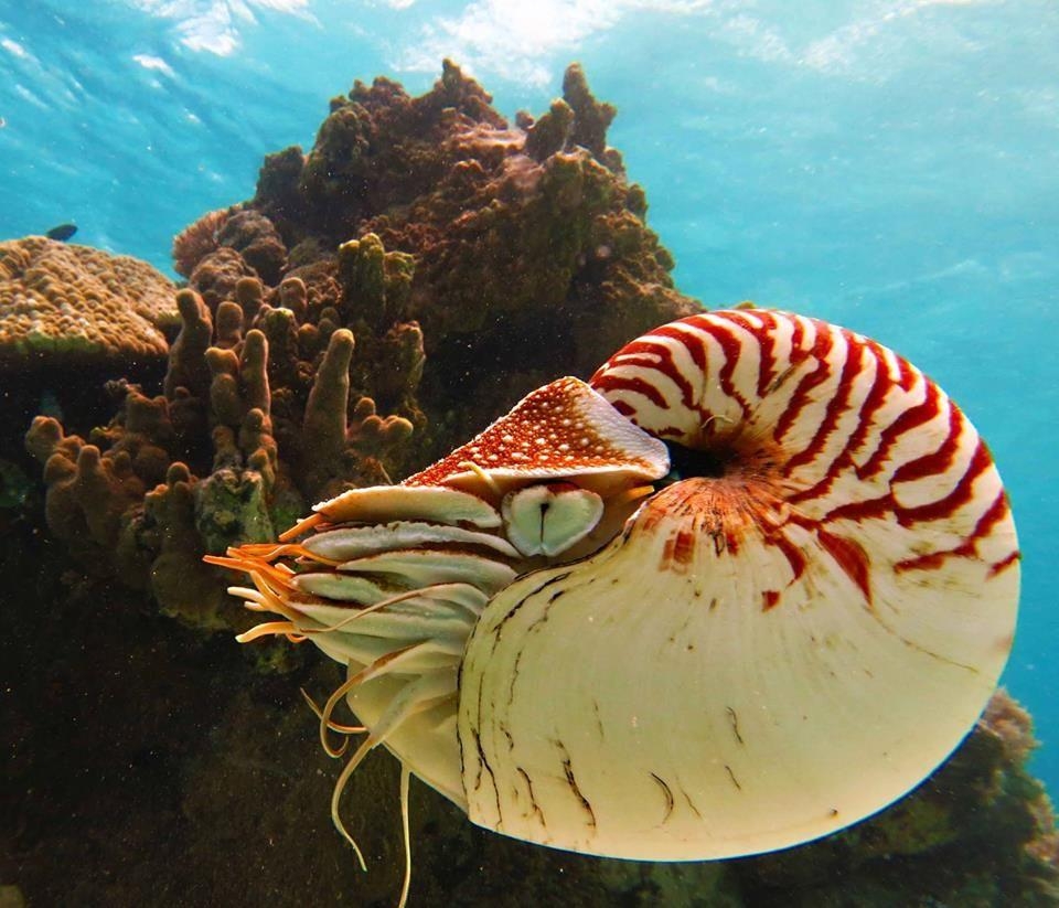 960x830 Nautilus is the common name of pelagic marine mollusks, Desktop