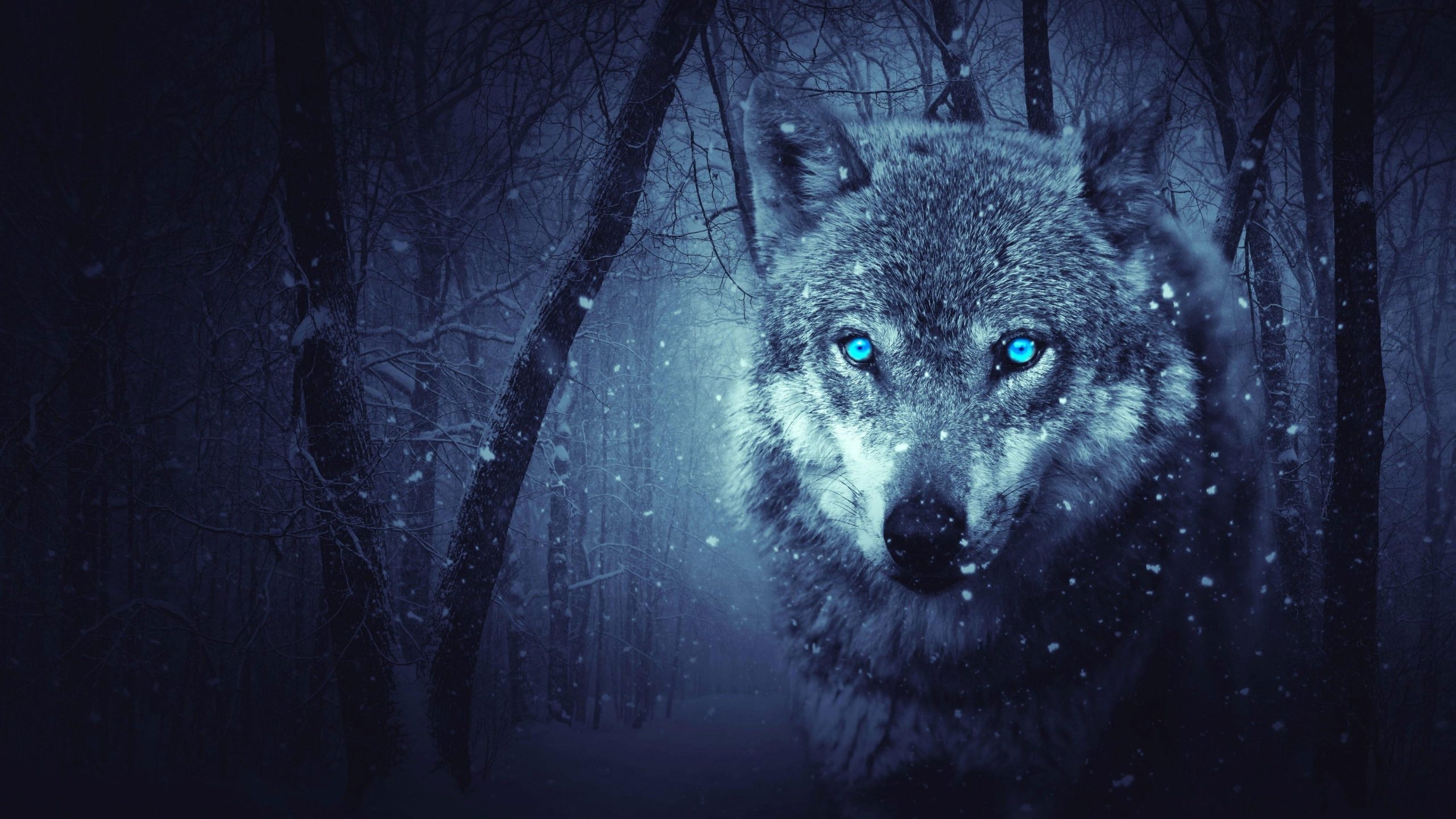 2560x1440 Wolf Wallpaper, Winter, Fantasy, Forest, Snowing, Wild Animal • Wallpaper For You, Desktop