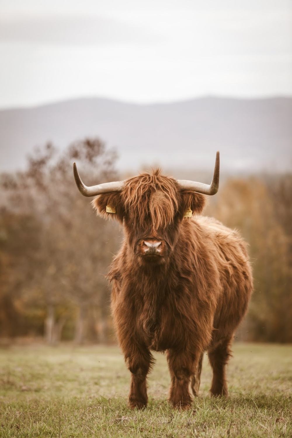 1000x1500 Fluffy Cow Wallpaper, Phone