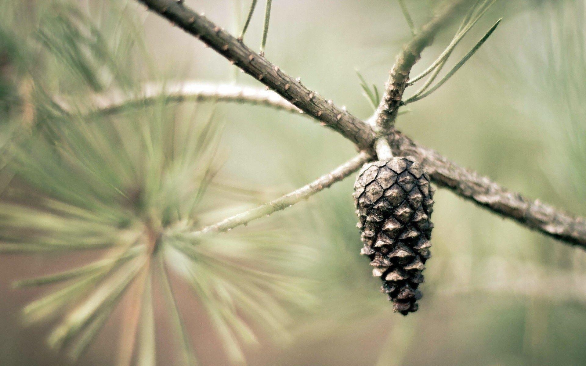 1920x1200 Pine cone desktop PC and Mac wallpaper, Desktop