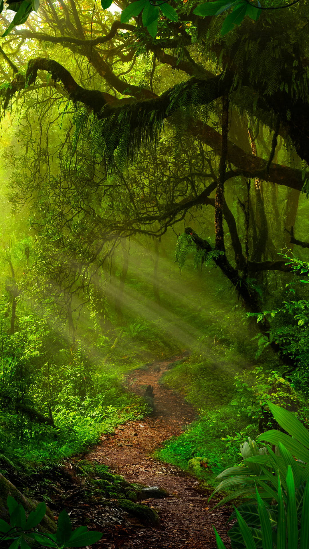 1080x1920 Download Pathway Amidst Jungle iPhone Wallpaper, Phone