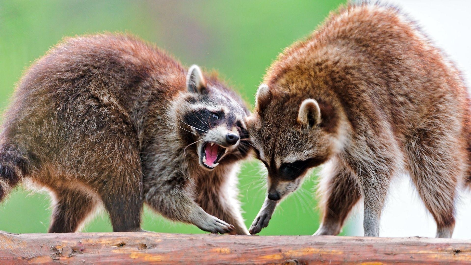 1920x1080 Download wallpaper  raccoons, raccoon, couple, fight full, Desktop