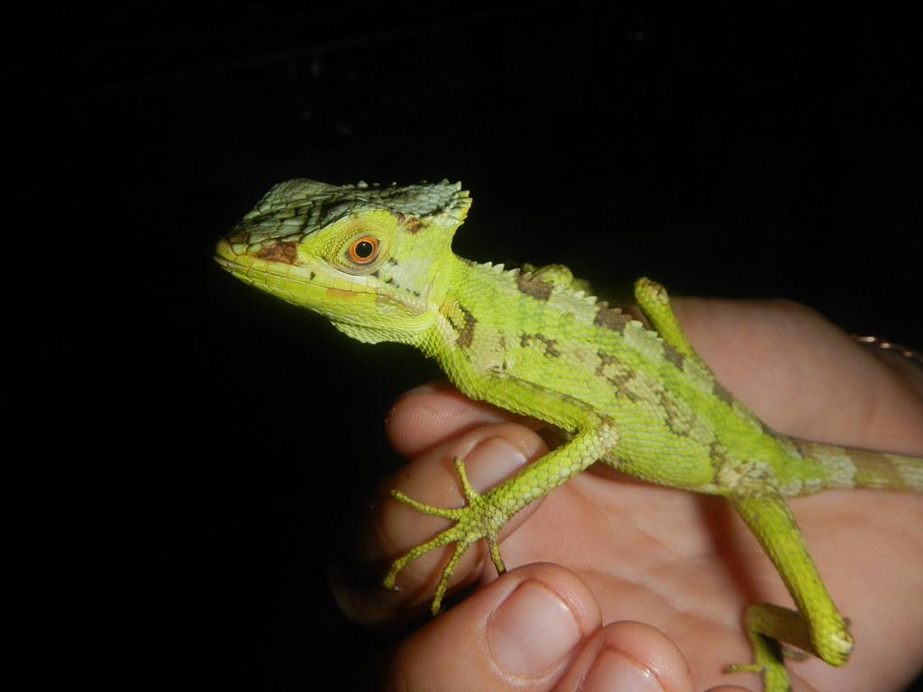 1030x770 Oscar, a Casqueheaded Basilisk, likely 'Laemanctus serratu, Desktop