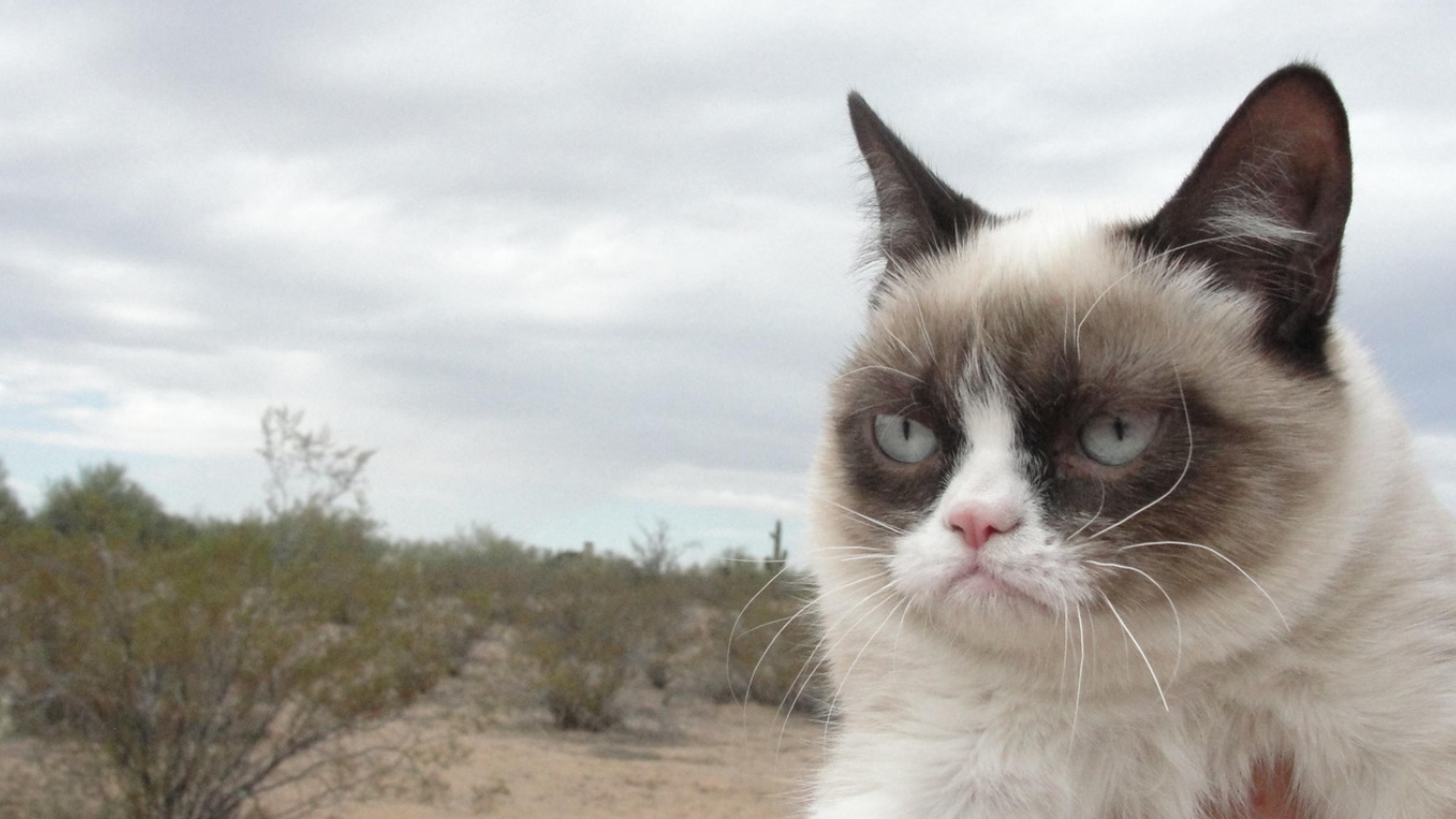 3840x2160 Animals Wallpaper: Grumpy Cat Wallpaper Free with HD Desktop, Desktop