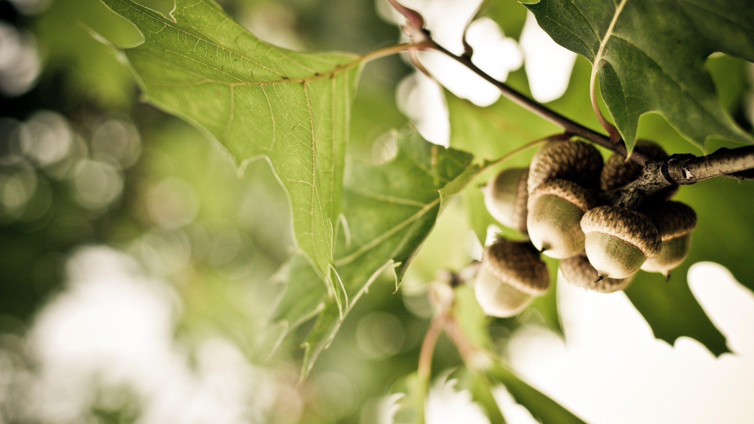 2560x1440 Oak Leaves And Branches, Desktop