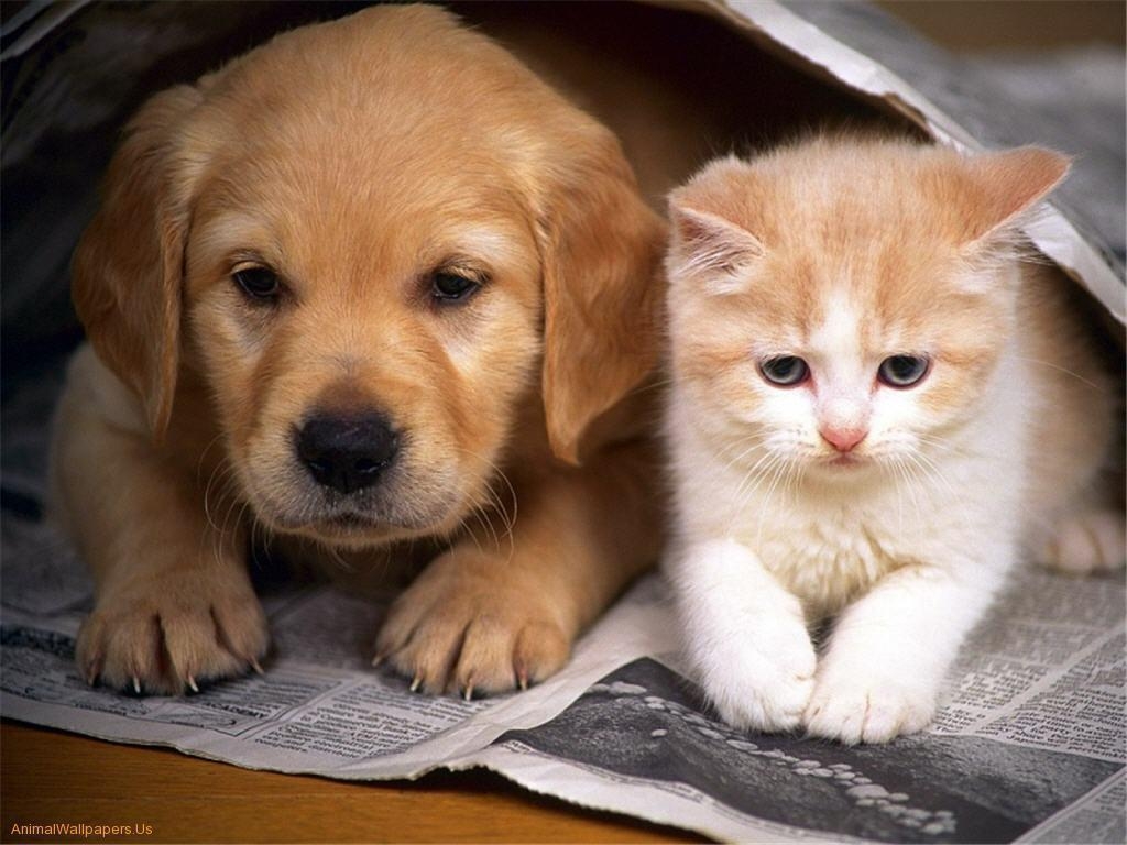 1030x770 Puppy And Kitten Wallpaperual, Desktop