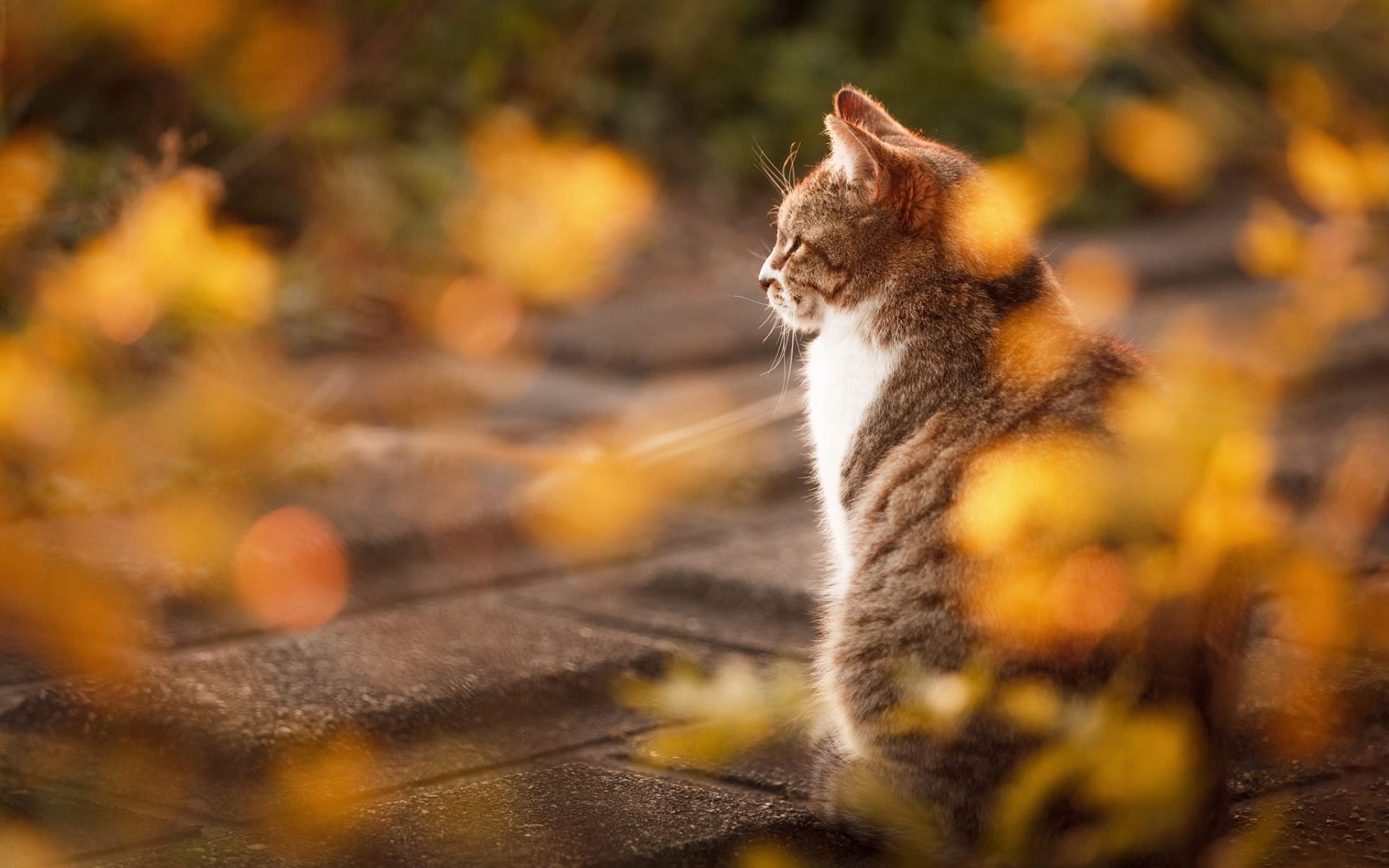 1920x1200 Download wallpaper gray white cat, autumn, cute animals, cats, British shorthair cat, pets for desktop with resolution. High Quality HD picture wallpaper, Desktop