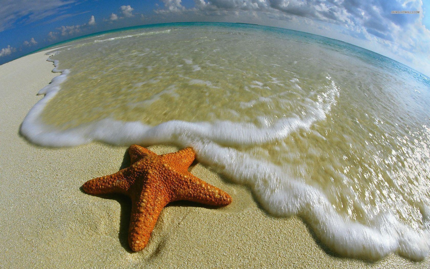 1680x1050 Starfish wallpaper #, Desktop