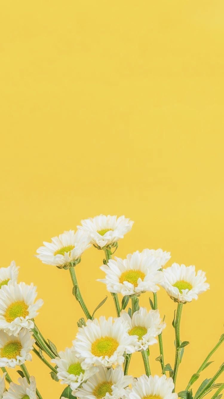 750x1340 Daisy Wallpaper iPhone, Phone