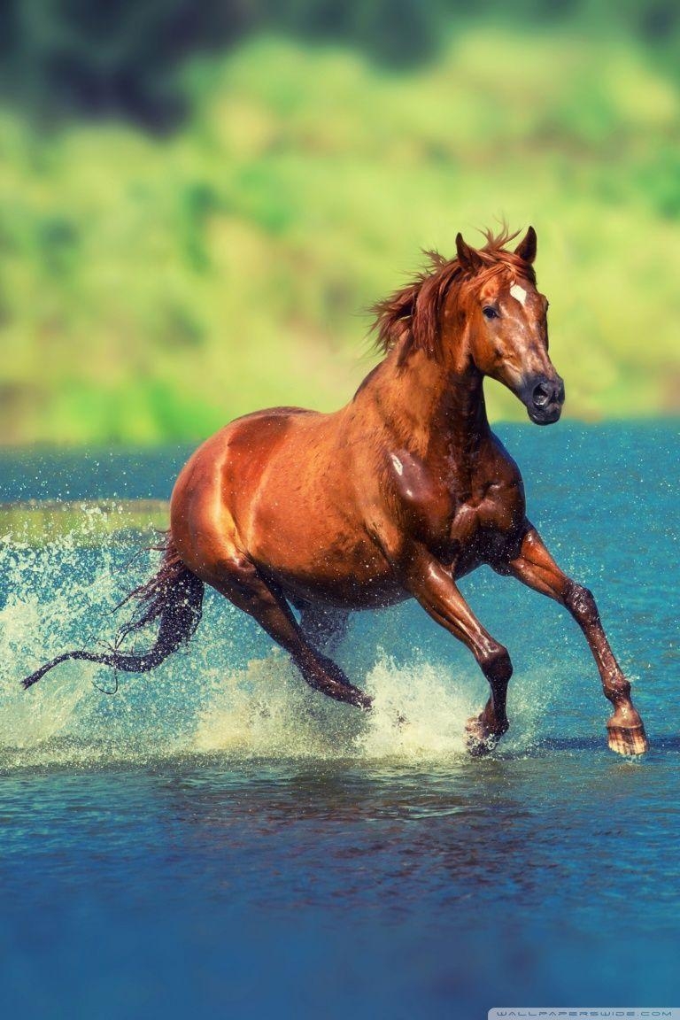 770x1160 Running Horse iPhone Wallpaper Free Running Horse iPhone Background, Phone