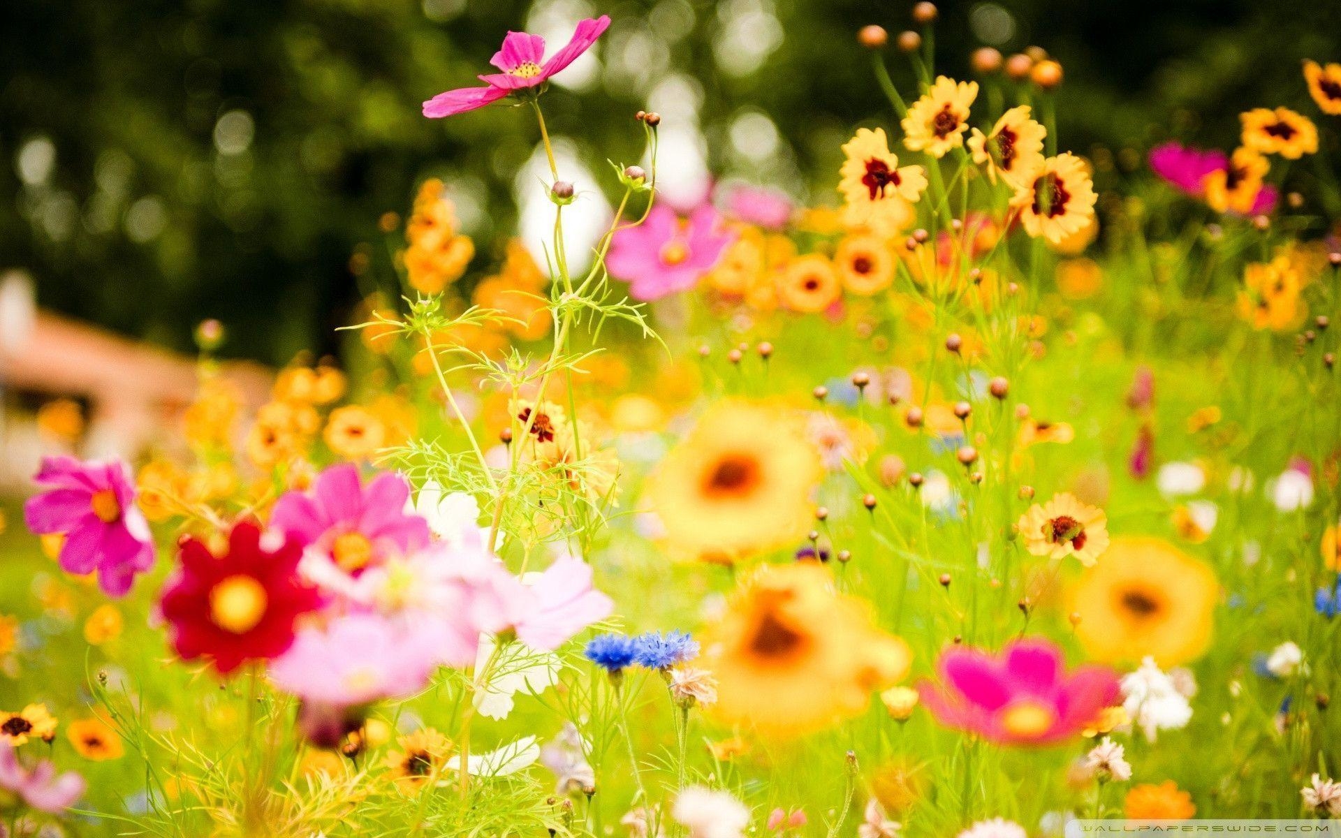 1920x1200 Summer Flowers Wallpaper Full HD, Desktop