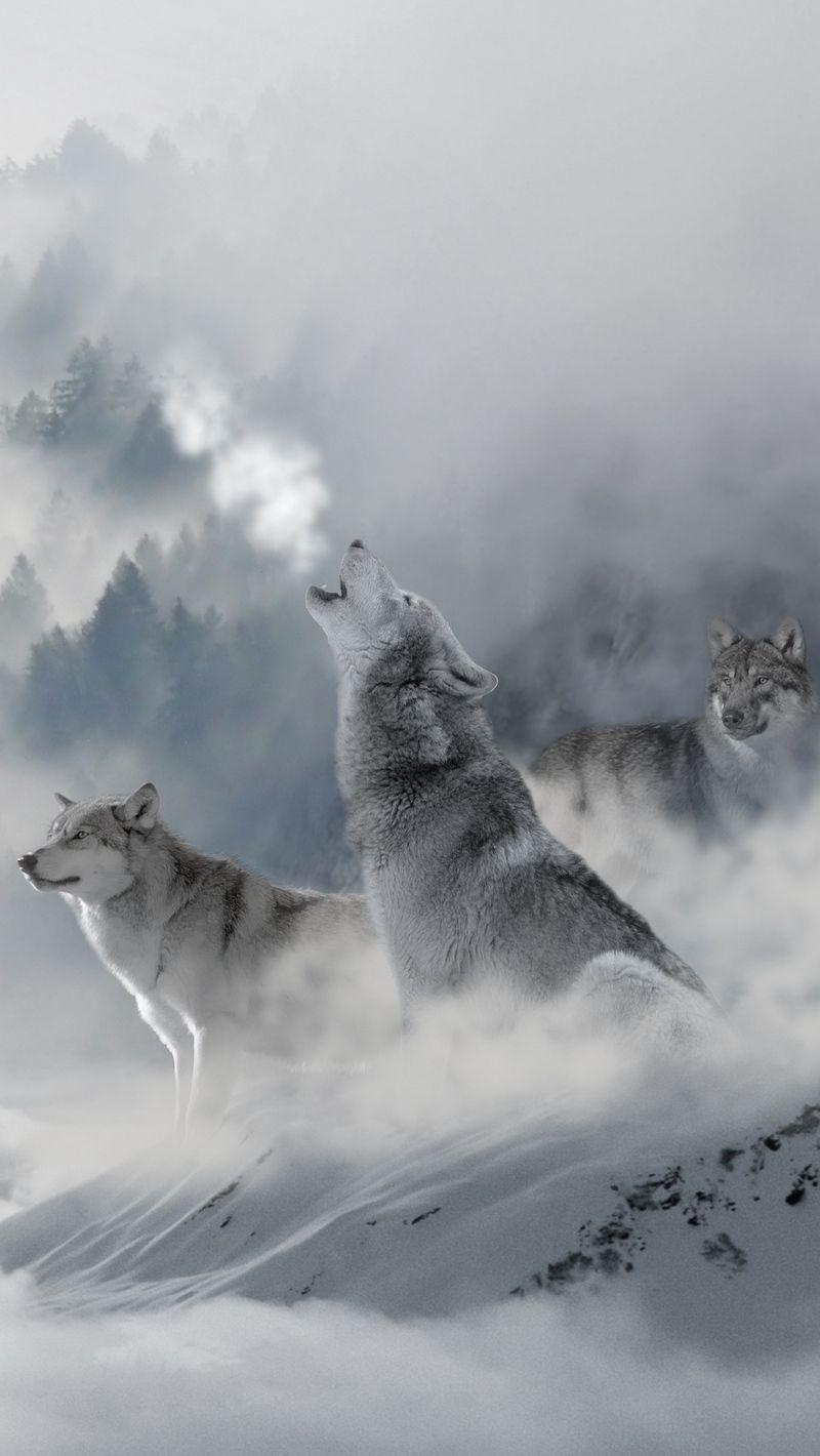 800x1420 Wolf iPhone Wallpaper Free Wolf iPhone Background, Phone