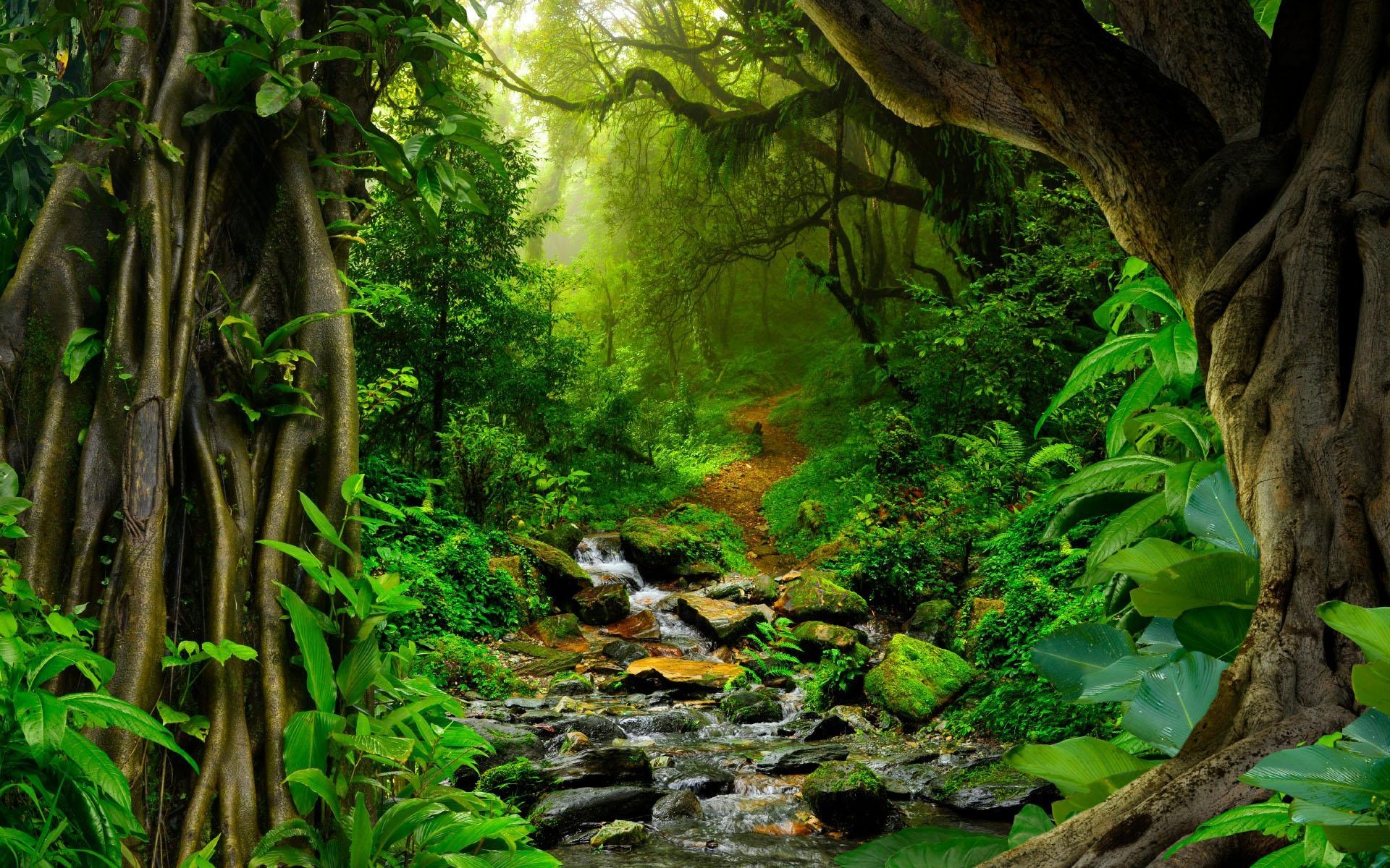 1920x1200 Amazon Rainforest Wallpaper , Download 4K Wallpaper For Free, Desktop