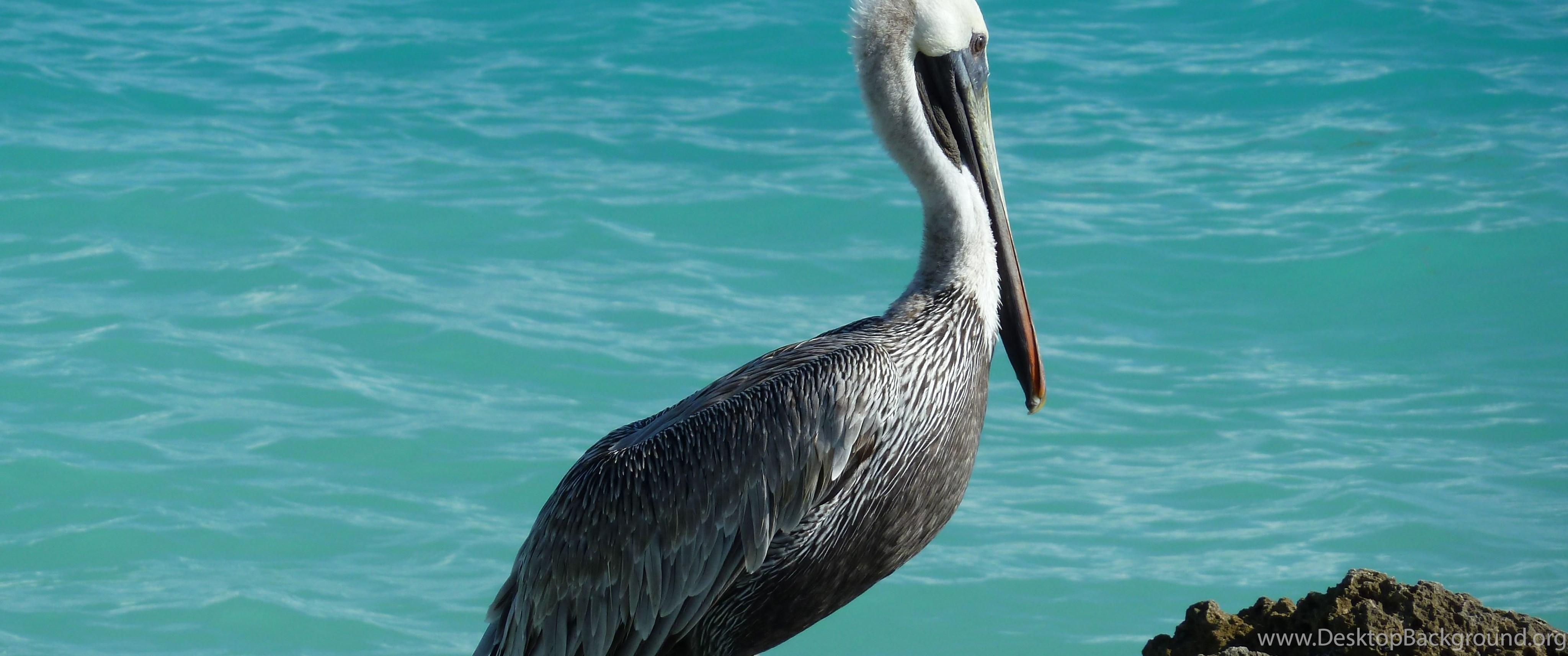 4100x1720 Pelican Desktop HD Wallpaper HD Wallpaper Background Of Your, Dual Screen