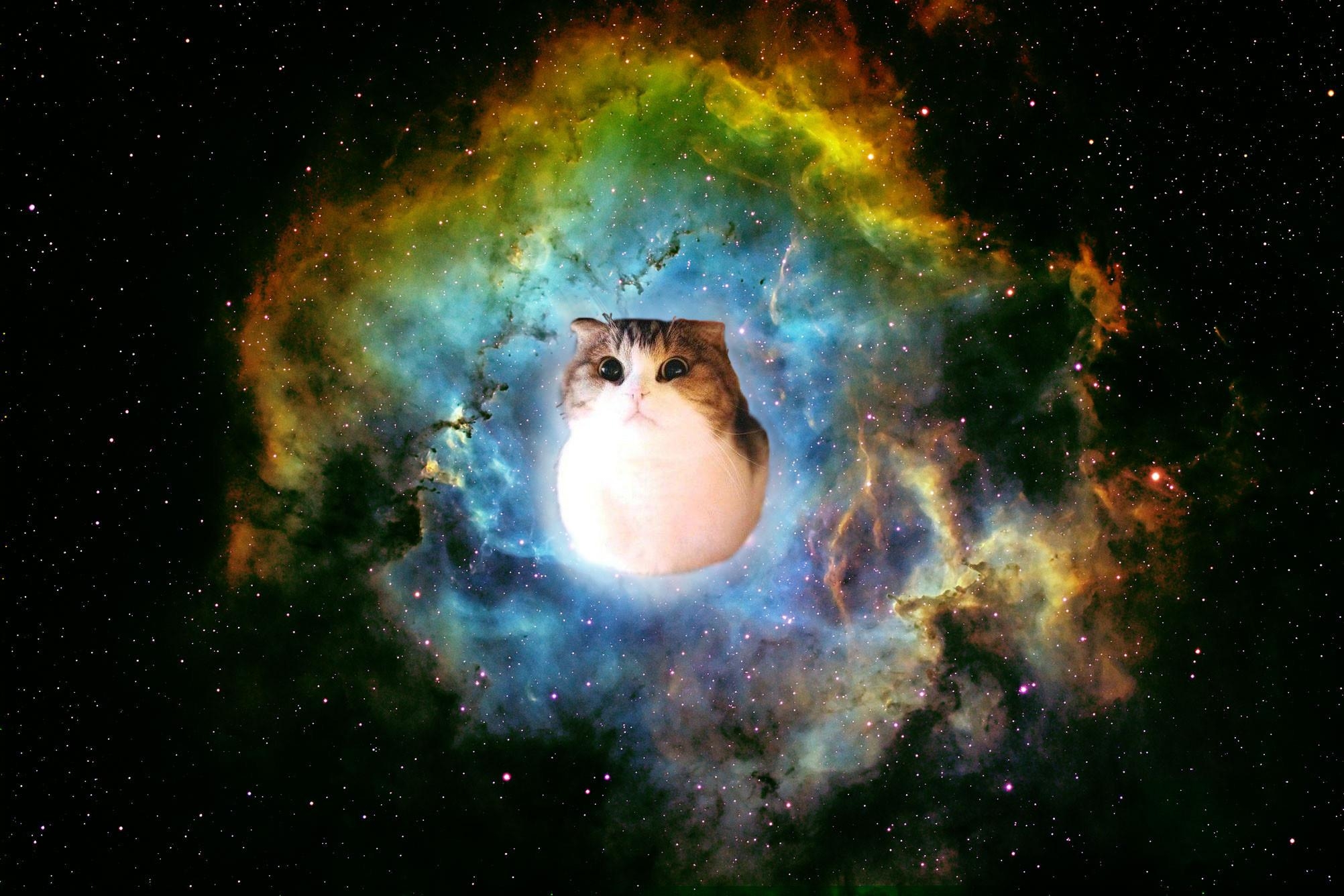 2010x1340 Space Cat Wallpaper, Desktop