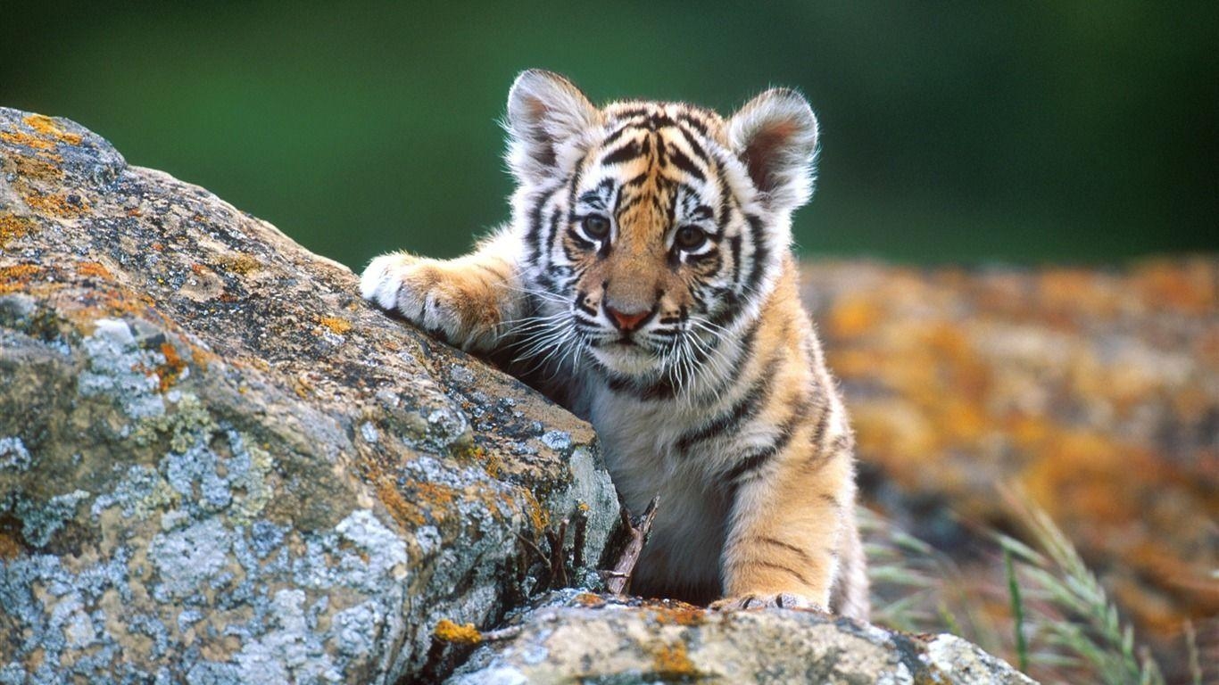 1370x770 Little Tiger Cub Wildlife Wallpaper Wallpaper Download, Desktop