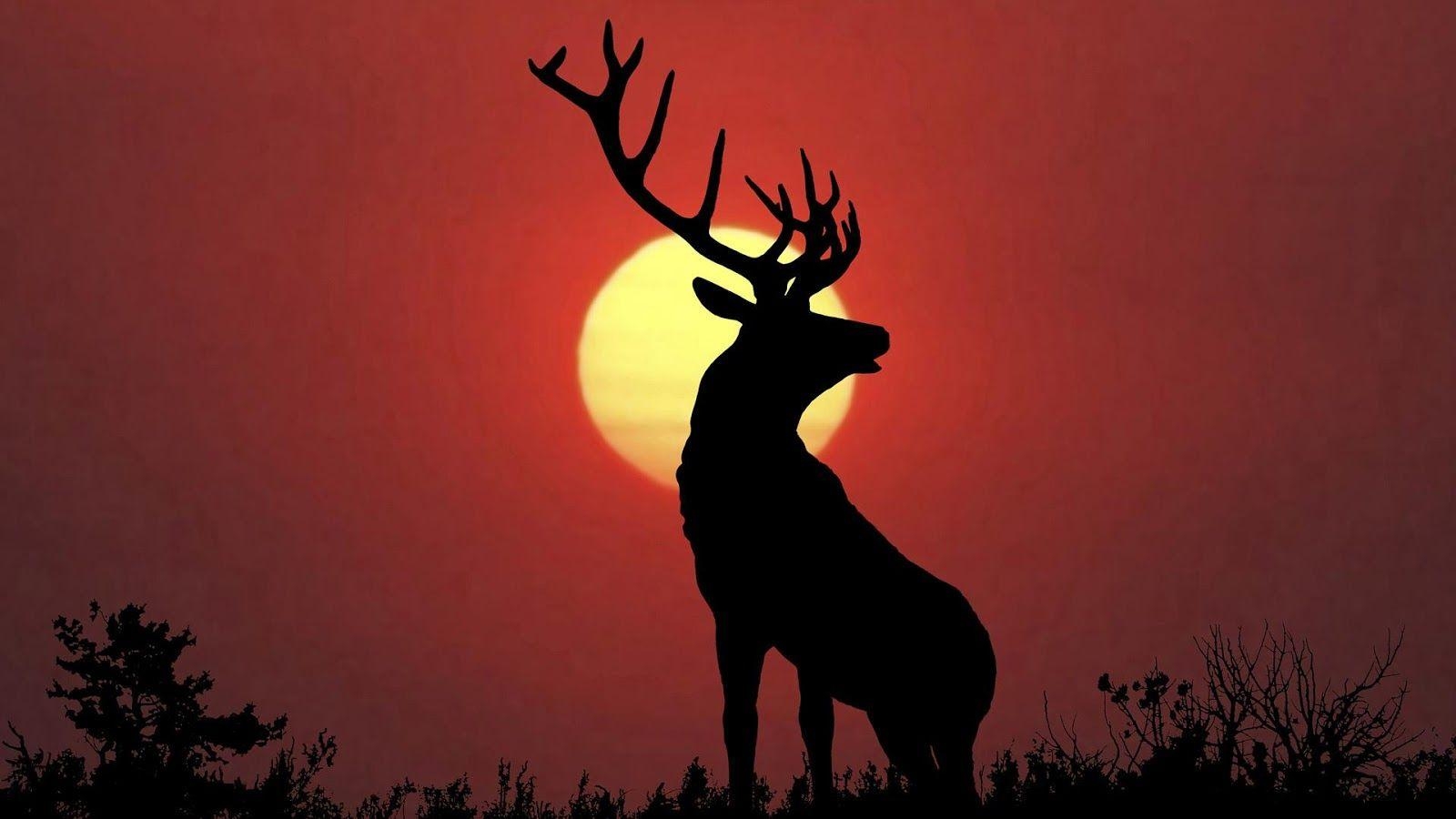 1600x900 Deer Wallpaper Apps on Google Play. Beautiful, Desktop