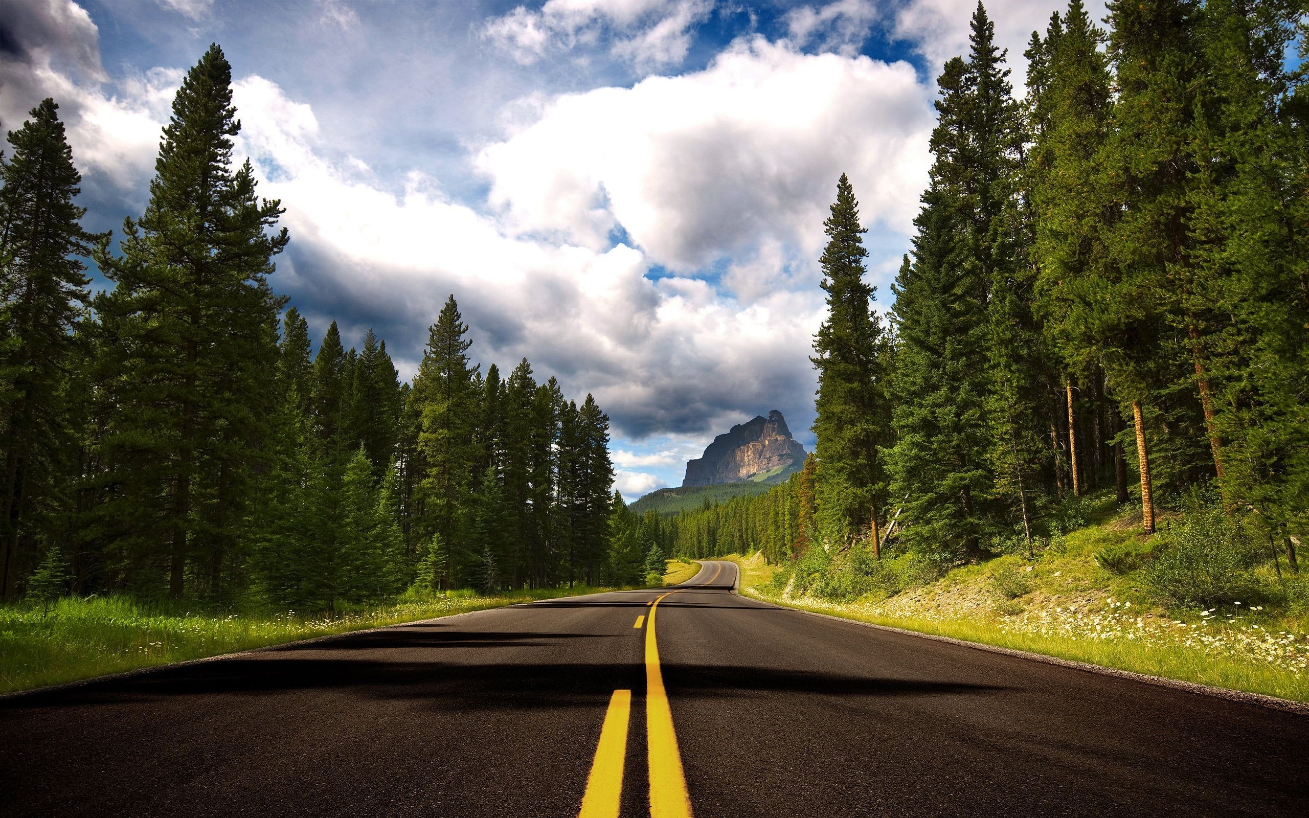 2560x1600 green pine trees, road near forest during daytime #trees #nature #road #for. Landscape photography tutorial, Fine art landscape photography, Landscape photography, Desktop