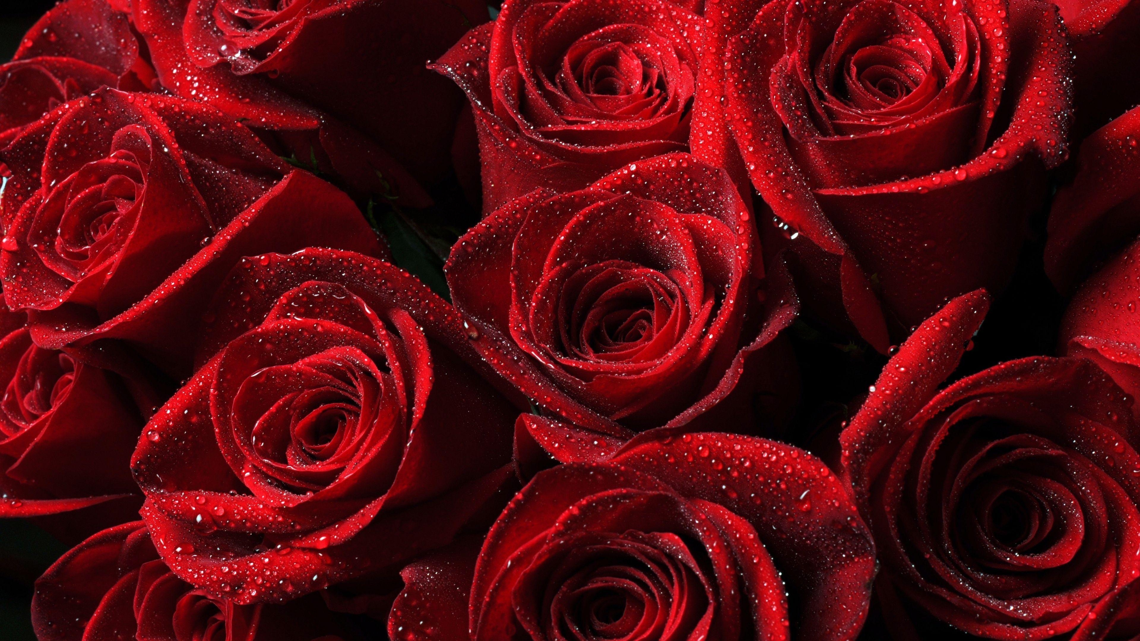 3840x2160 Download Wallpaper  Roses, Red, Drops, Petals 4K Ultra HD HD Background. Red roses wallpaper, Rose flower wallpaper, Rose wallpaper, Desktop