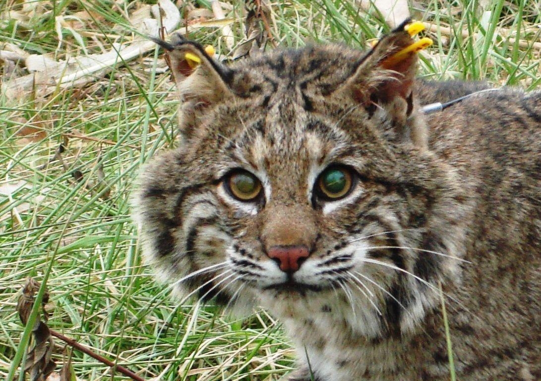 1100x770 Bobcat Image (46), Desktop