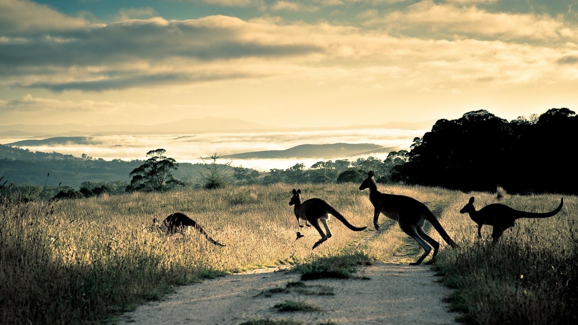 1920x1080 Kangaroo Wallpaper, Desktop