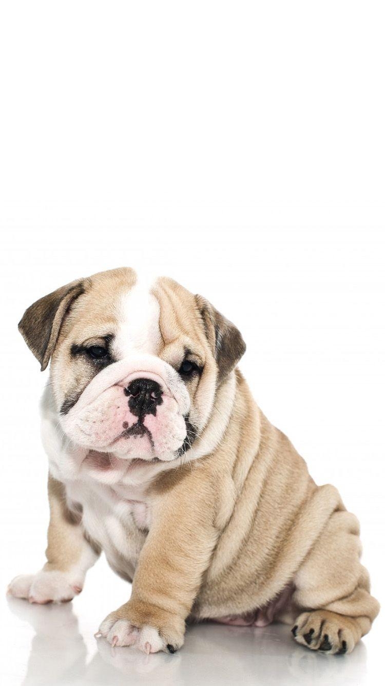 750x1340 British Bulldog 1 iPhone 6 Wallpaper. Phone background. Dogs, Phone