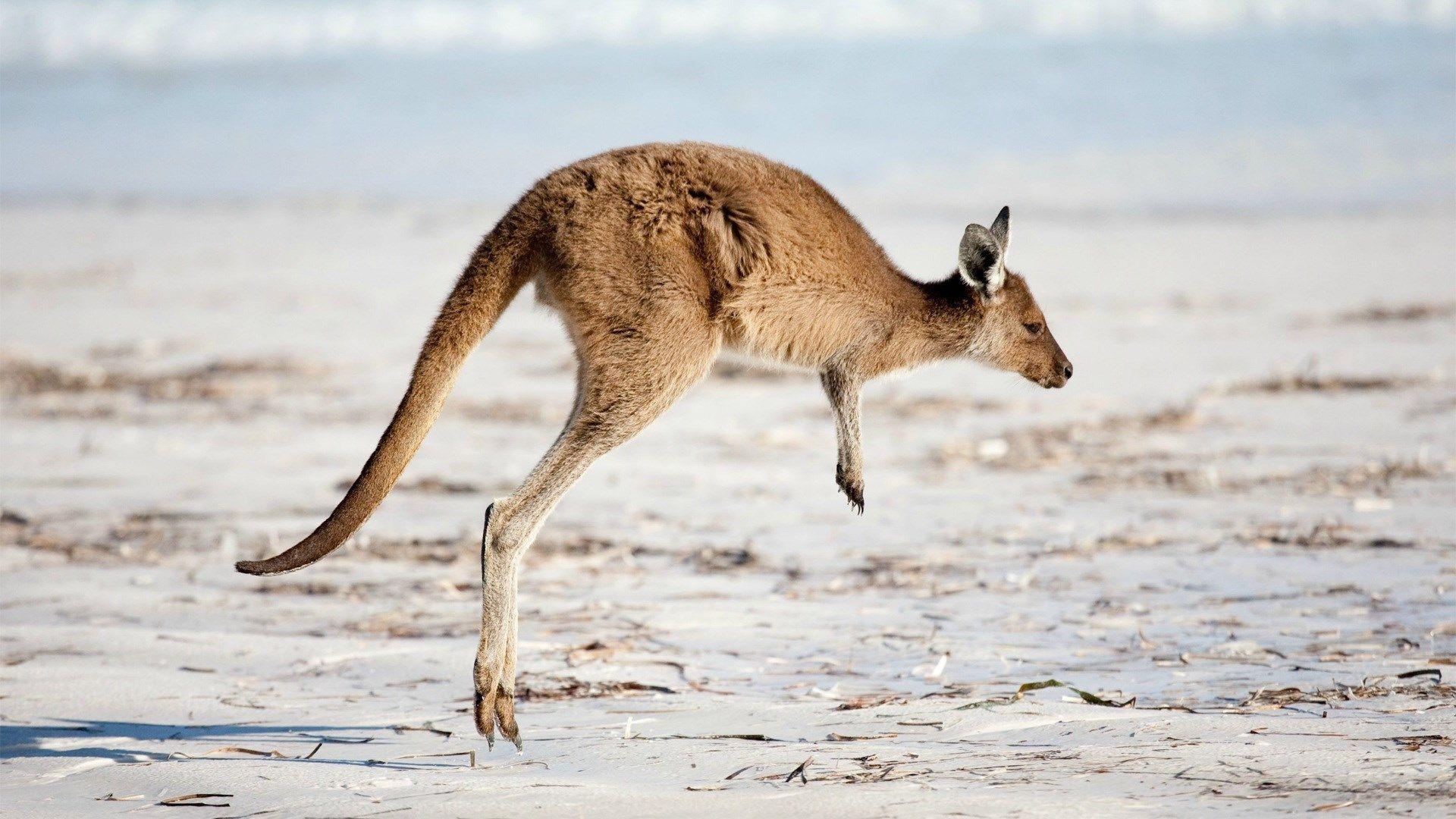 1920x1080 kangaroo wallpaper hq. Animals, Animal wallpaper, iPhone, Desktop