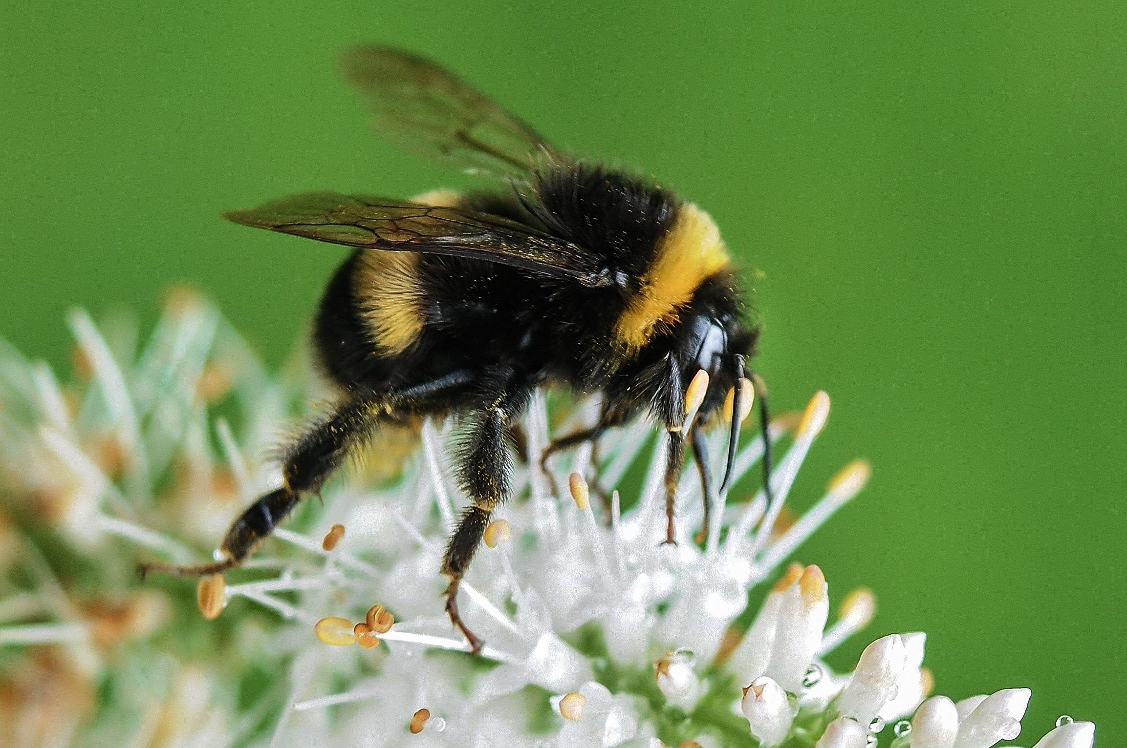 2310x1540 Closeup Photo of Bumble Bee on White Flowers · Free, Desktop