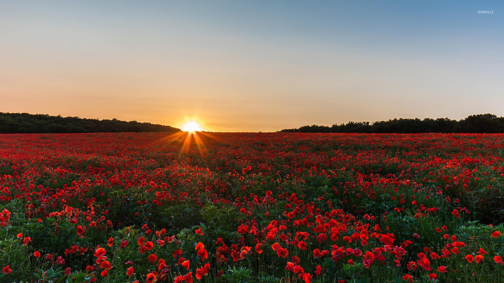 1920x1080 Poppy field at sunrise wallpaper wallpaper, Desktop