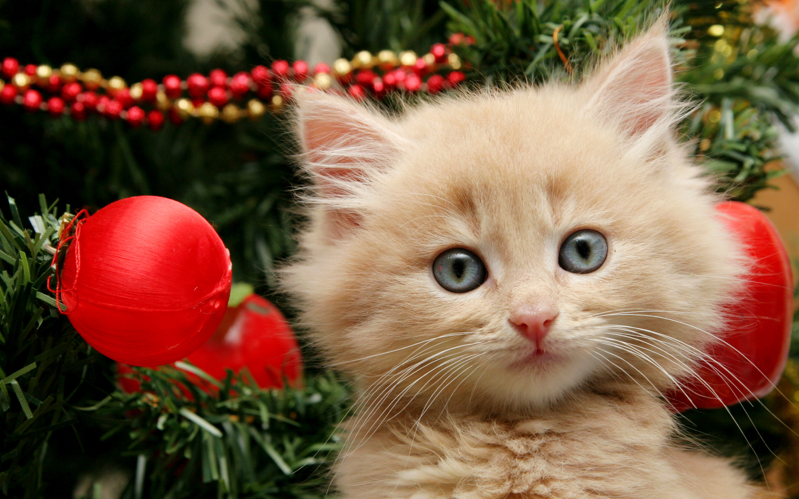 2560x1600 Funny Cat Christmas Wallpaper, Desktop