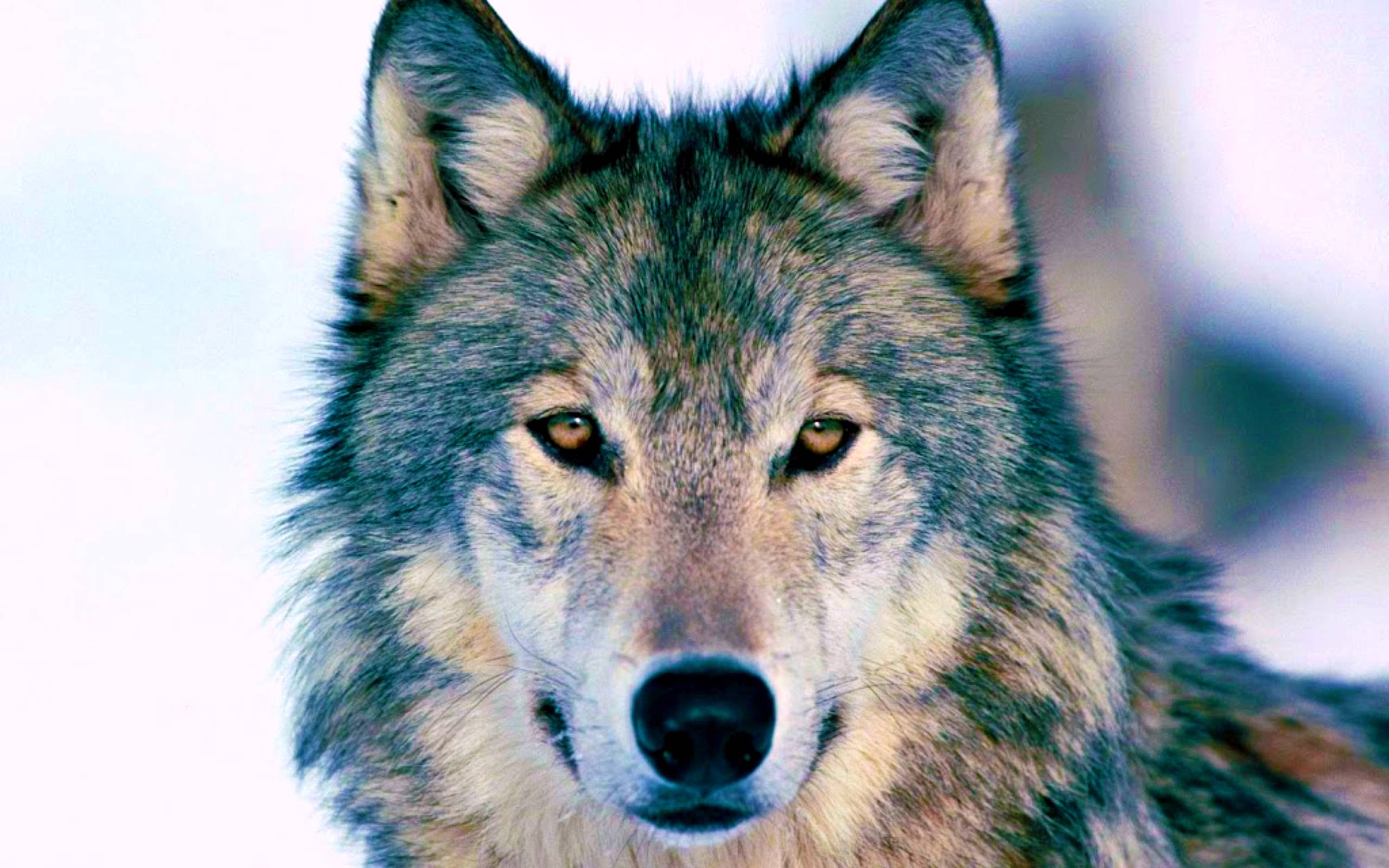 2560x1600 image For > Timber Wolf Range, Desktop