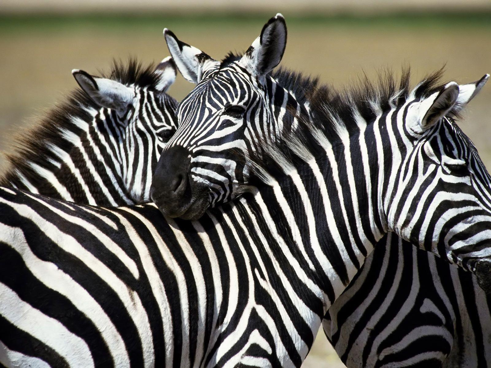 1600x1200 Zebra Wallpaper. HD Wallpaper Pulse, Desktop