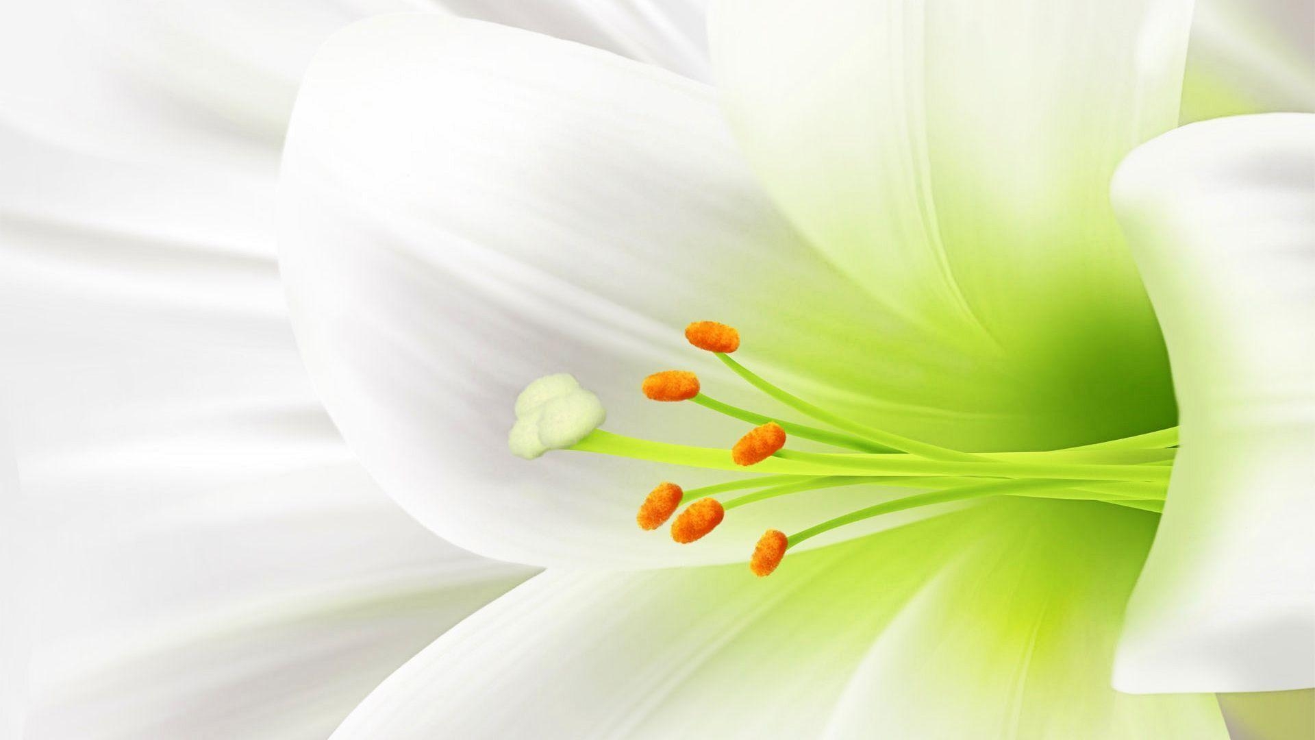 1920x1080 beautiful white flowers wallpaper Search Engine, Desktop