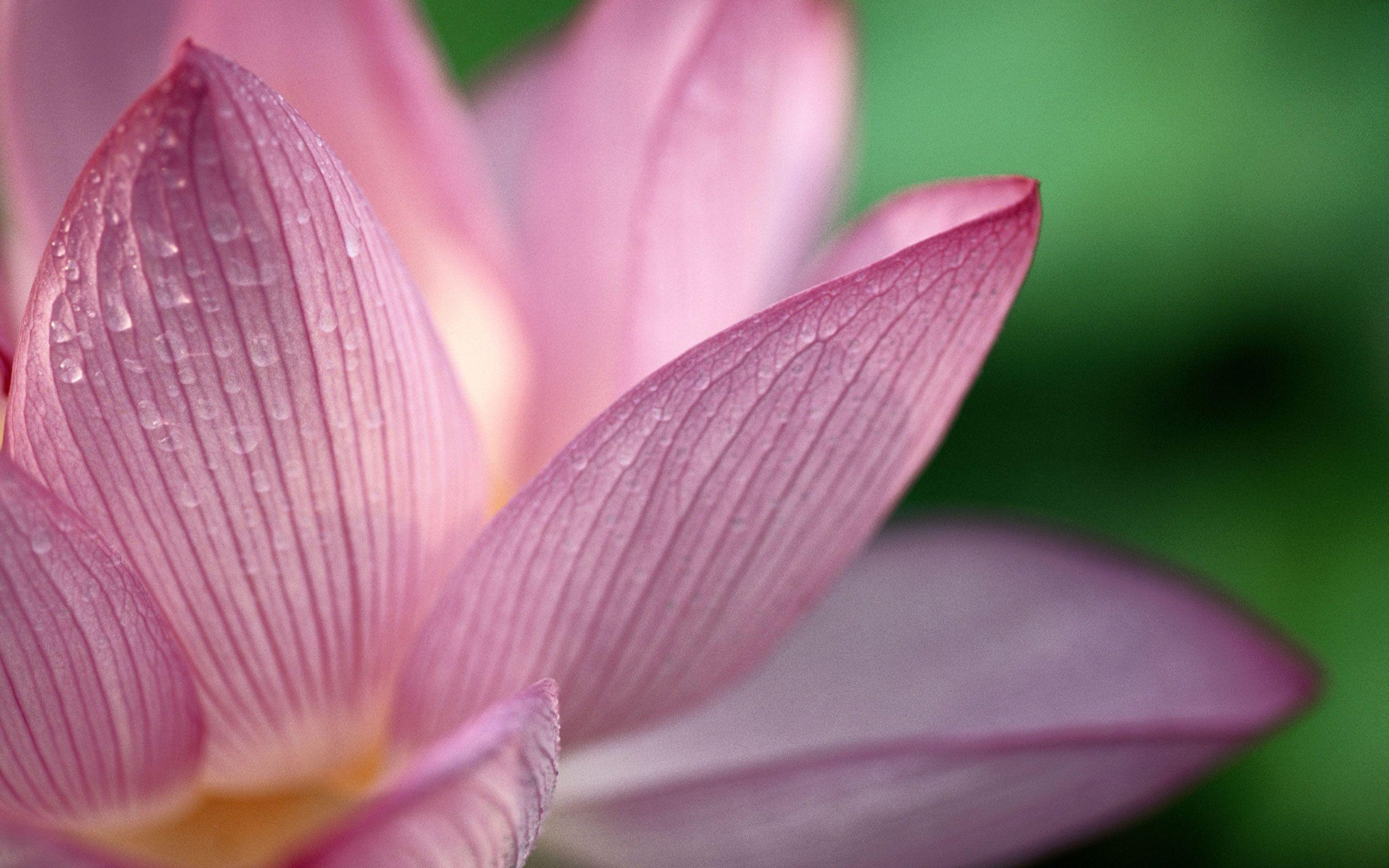 2560x1600 Lotus Flower Desktop Wallpaper. Lotus Flower Picture. Cool, Desktop