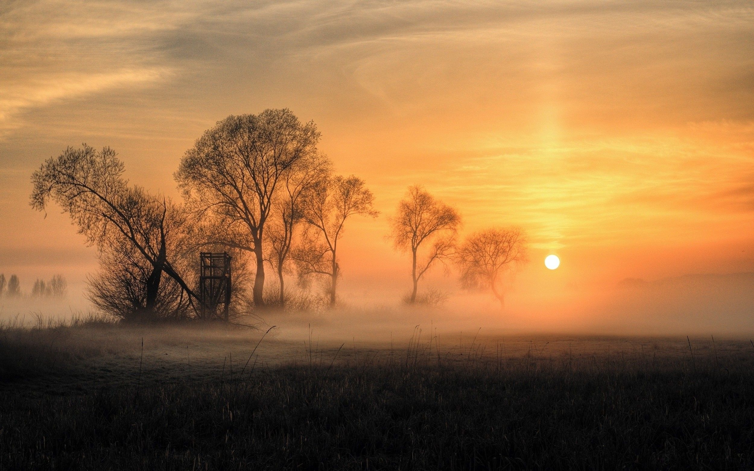 2500x1570 nature, Landscape, Sunrise, Field, Mist, Trees, Grass, Clouds, Gold Wallpaper HD / Desktop and Mobile Background, Desktop