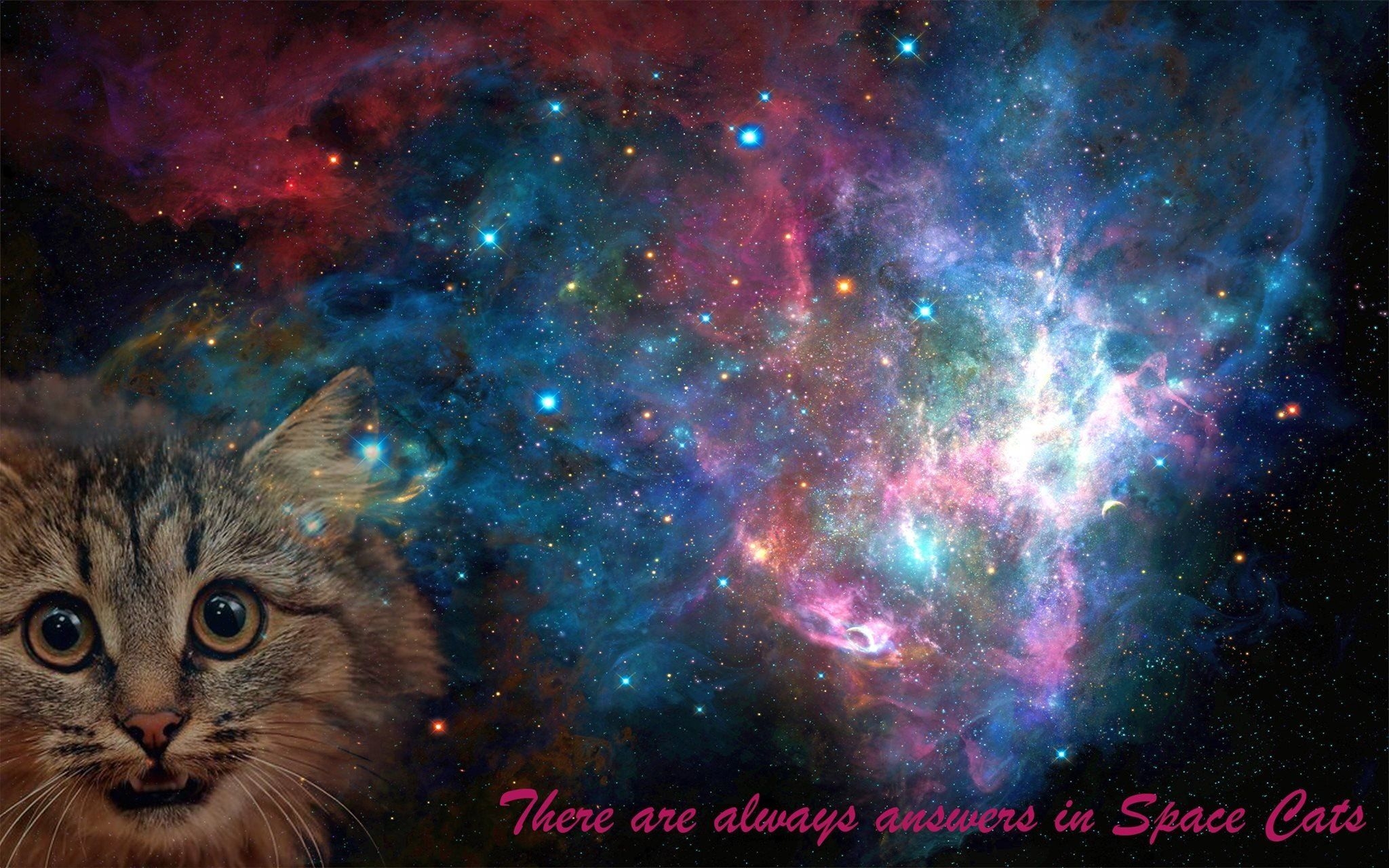 2050x1280 space, Cat, Space cat, Galaxy HD Wallpaper / Desktop and Mobile, Desktop