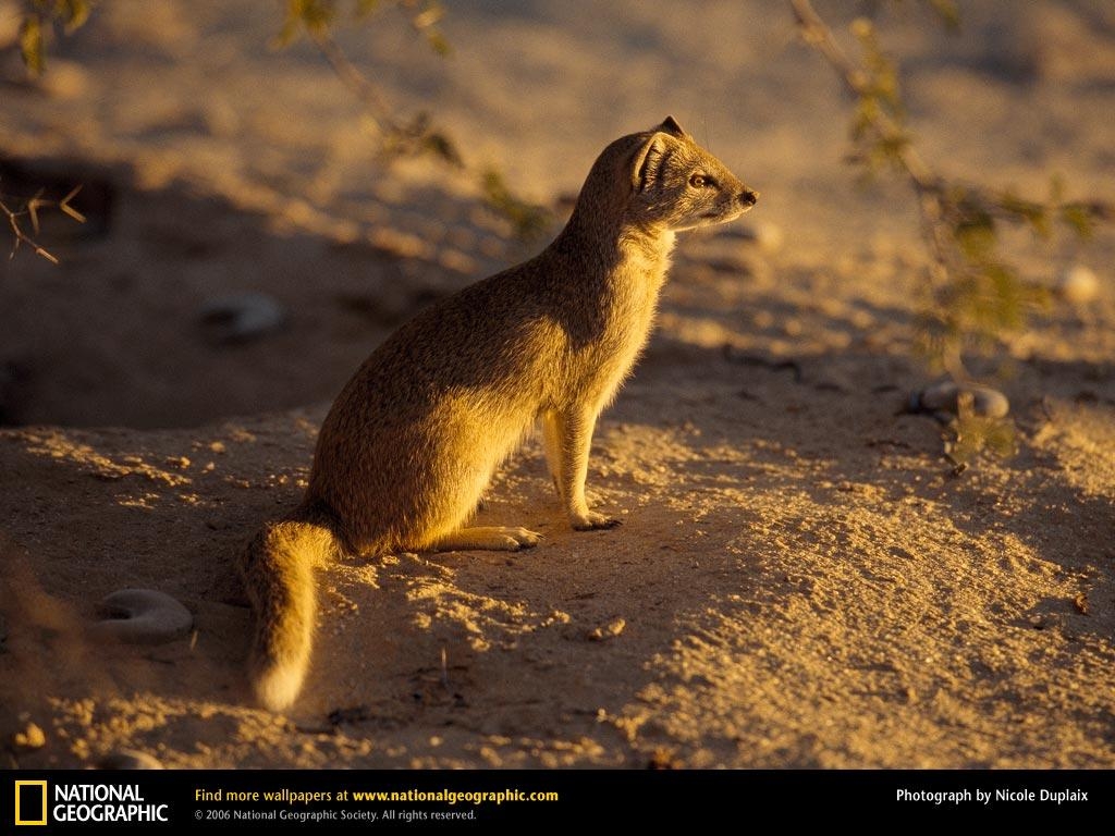 1030x770 The Mongoose Killers as Pets, Desktop