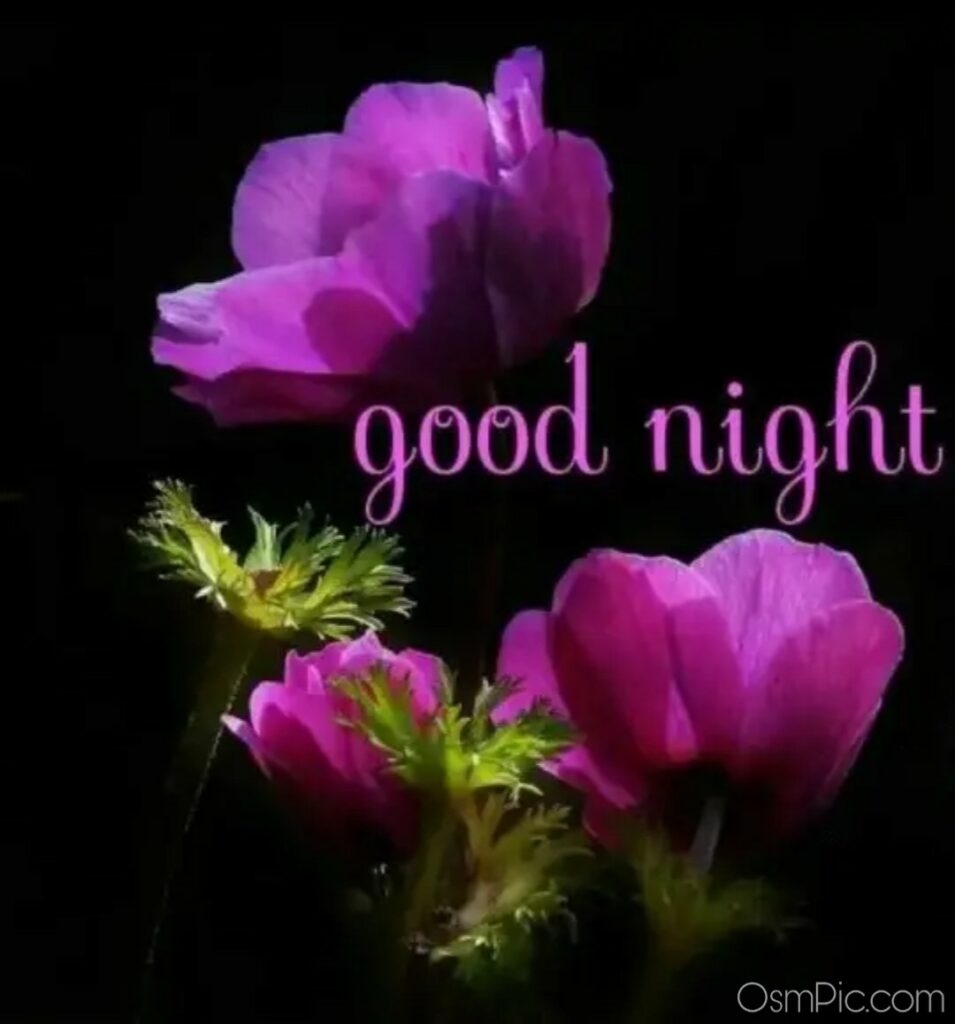 960x1030 Best Good Night Wallpaper Download Good Night Image Good Night With Flowers HD Wallpaper, Phone