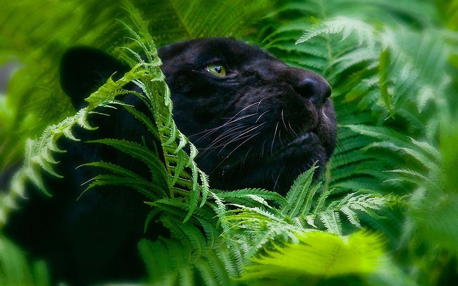 1920x1200 Animal Black Panther HD Wallpaper  PC Wallpaper, Desktop